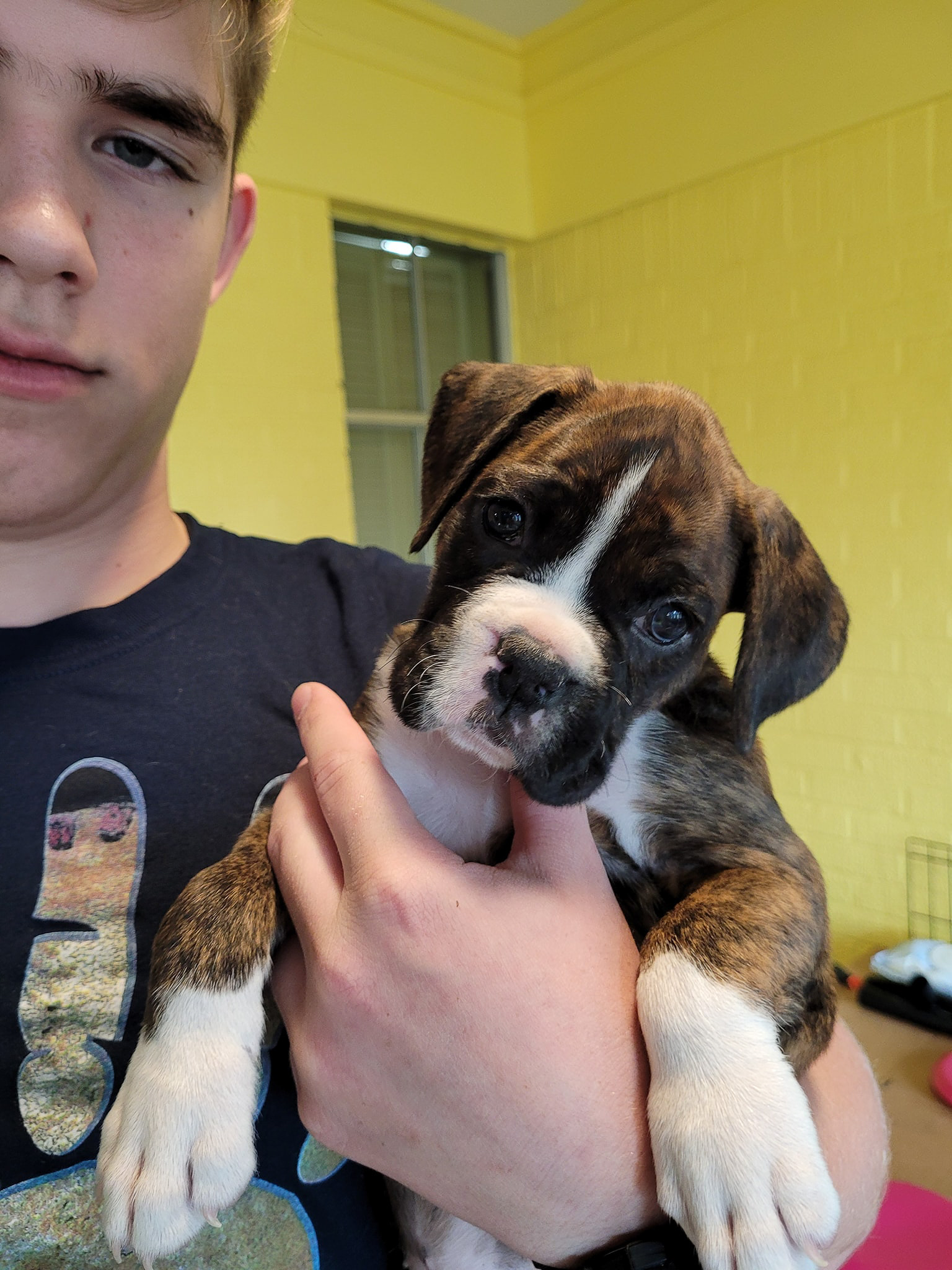 Sable - Quinney's Who's That Girl At Fallbrook - 6 Weeks Old