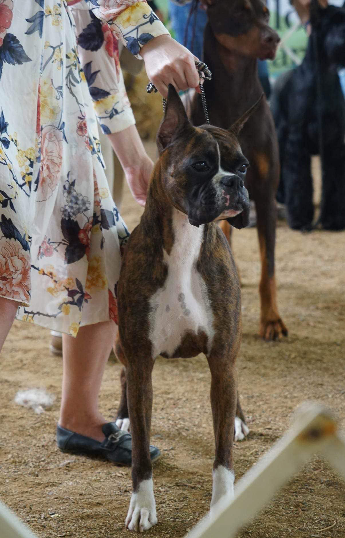 Sable - Quinney's Who's That Girl At Fallbrook with Abba - Puerto Rico FCI Show