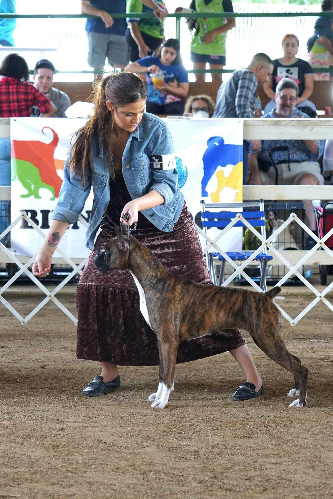 Sable - Quinney's Who's That Girl At Fallbrook with Abba - Puerto Rico FCI Show
