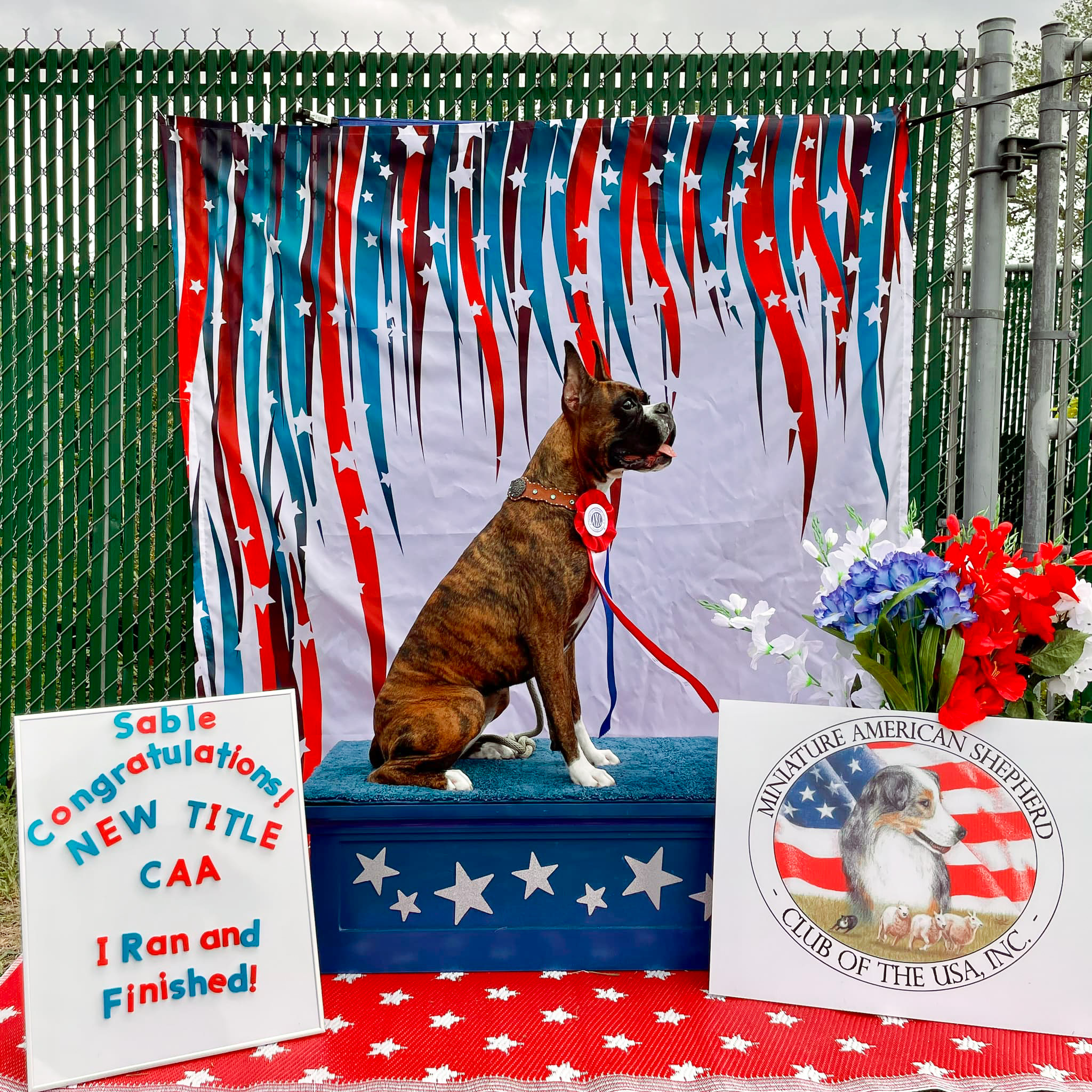 Sable - Quinney's Who's That Girl At Fallbrook  - CAA Earned in Coursing Ability - Lure Coursing