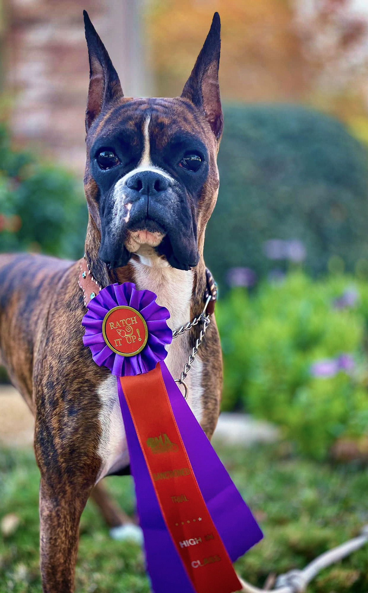 Sable - Quinney's Who's That Girl At Fallbrook - Barn Hunt High In Class earning her first qualification in Open Class