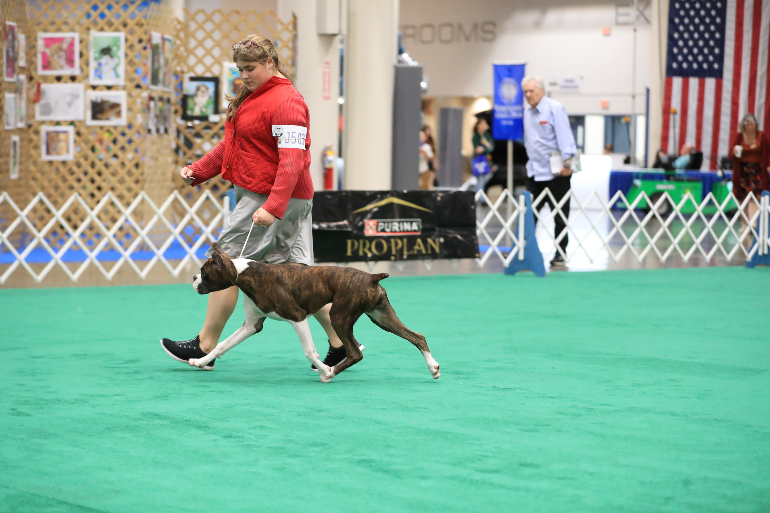 Chase - Fallbrook's Chasing Clouds - 6 Months and 3 Days Old with Charlotte earning Best Junior Showmanship 