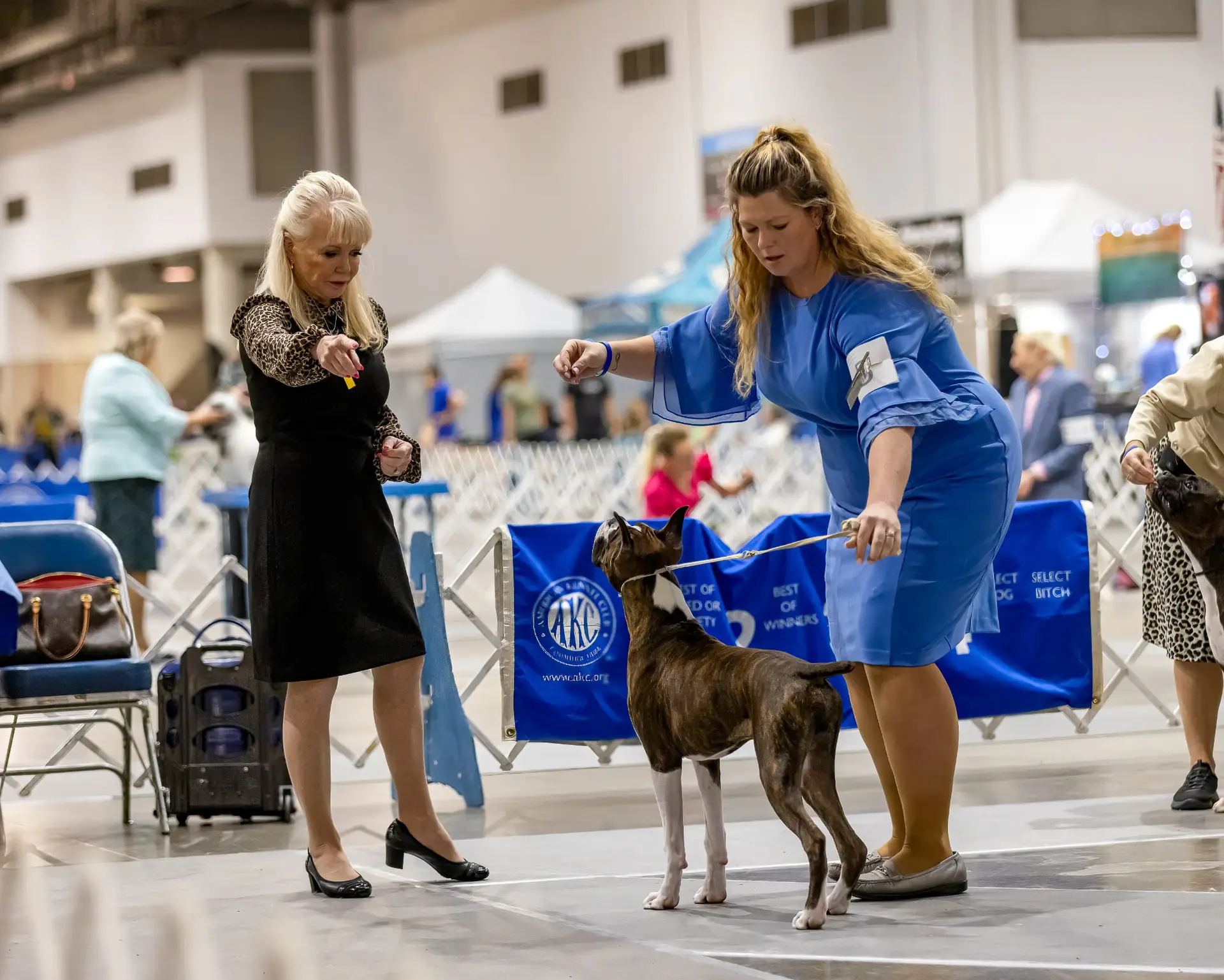 Chase - Fallbrook's Chasing Clouds - 6 Months and 4 Days Old with Dylan Kipp Keith and judge Victoria Seiler-Cushman at Houston Kennel Club 