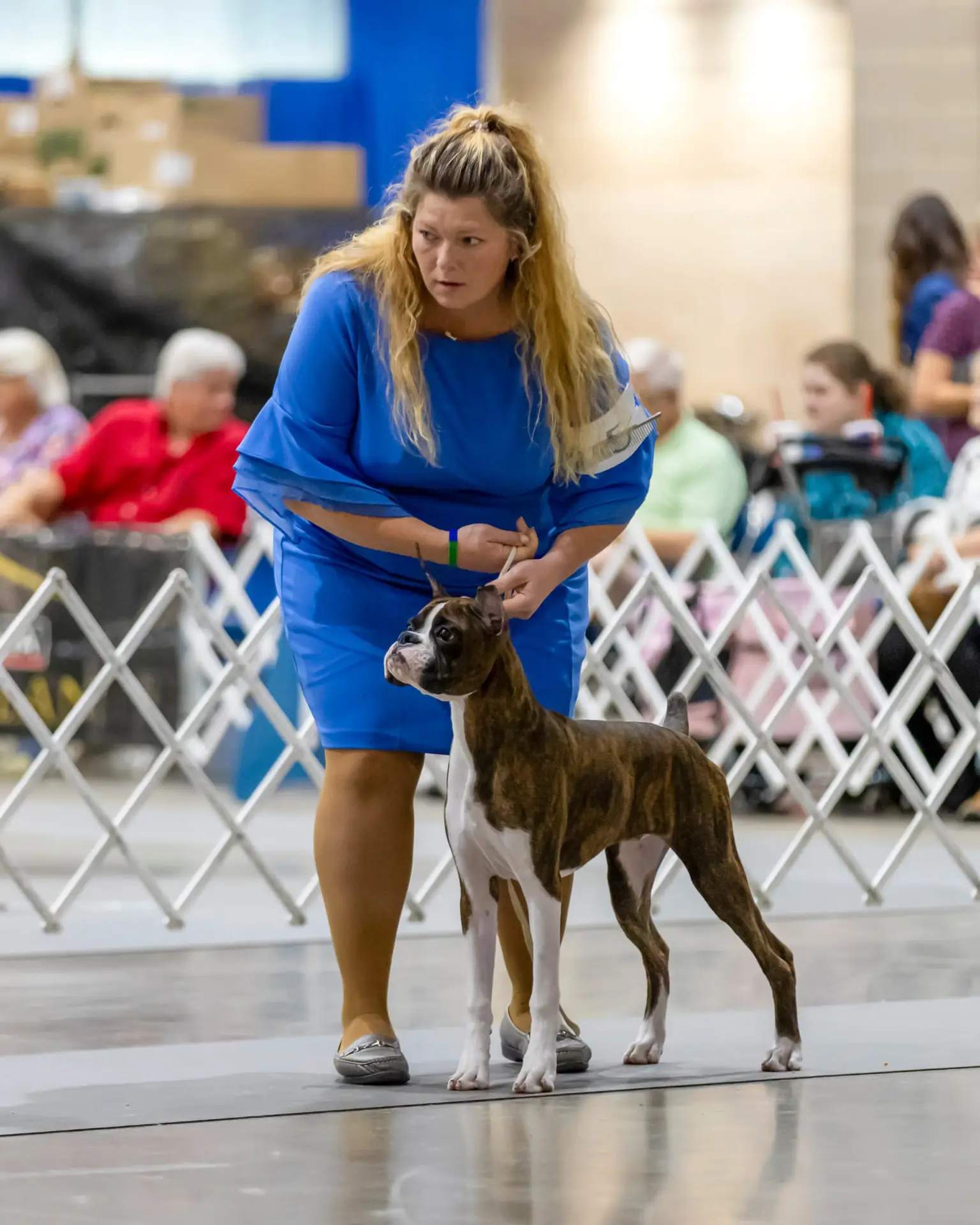 Chase - Fallbrook's Chasing Clouds - 6 Months and 4 Days Old with Dylan Kipp Keith at Houston Kennel Club