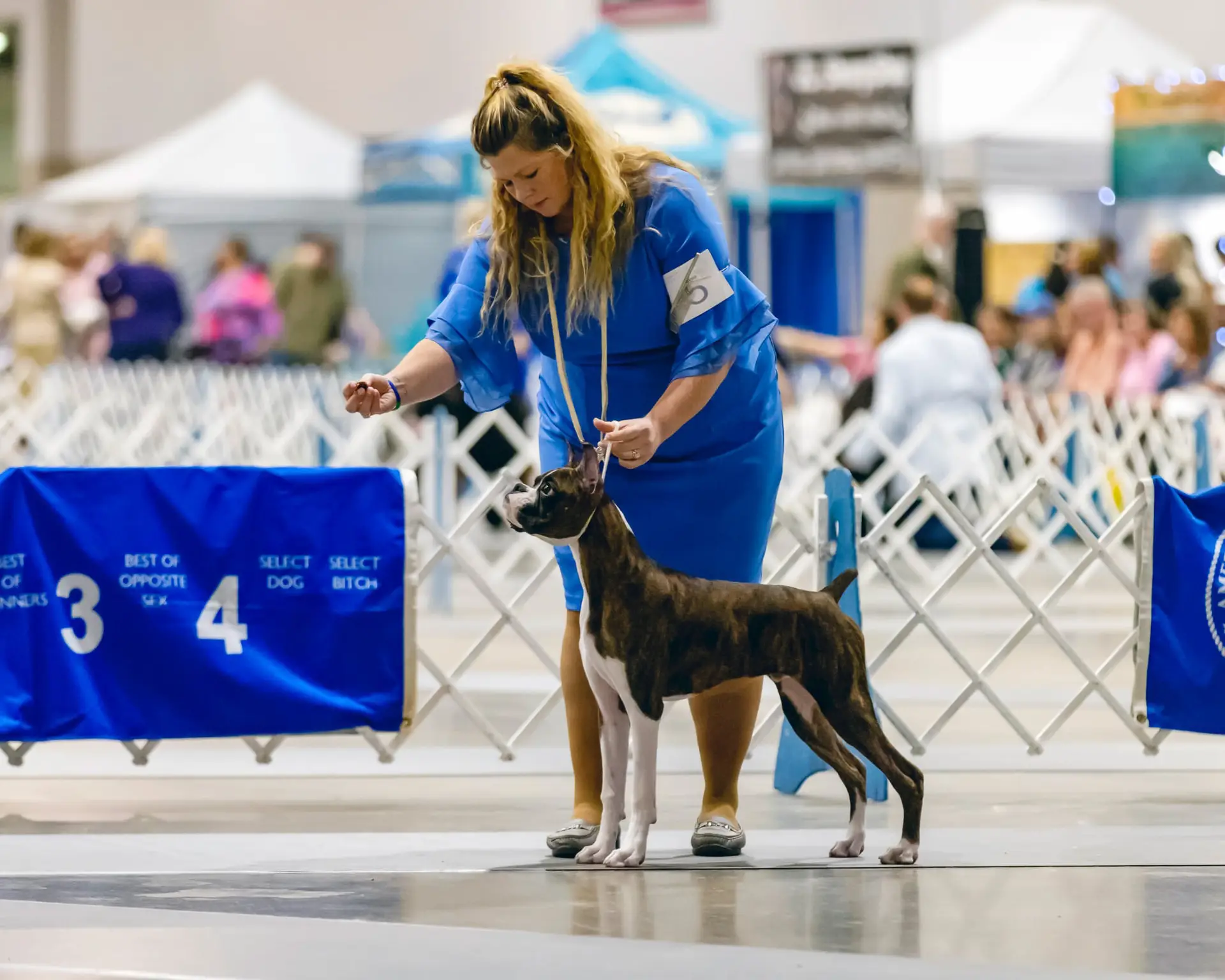 Chase - Fallbrook's Chasing Clouds - 6 Months and 4 Days Old with Dylan Kipp Keith at Houston Kennel Club 