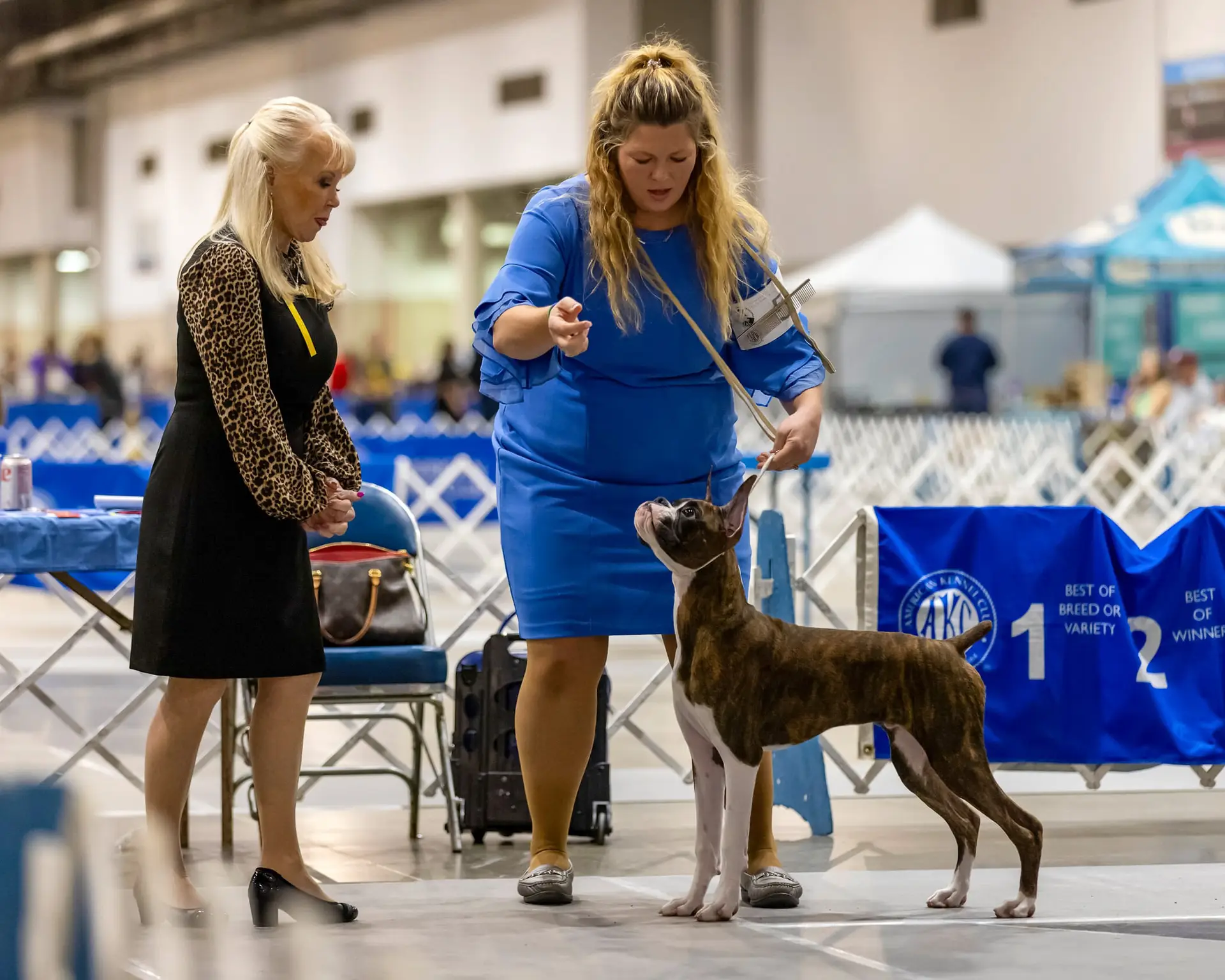 Chase - Fallbrook's Chasing Clouds - 6 Months and 4 Days Old with Dylan Kipp Keith and judge Victoria Seiler-Cushman at Houston Kennel Club 