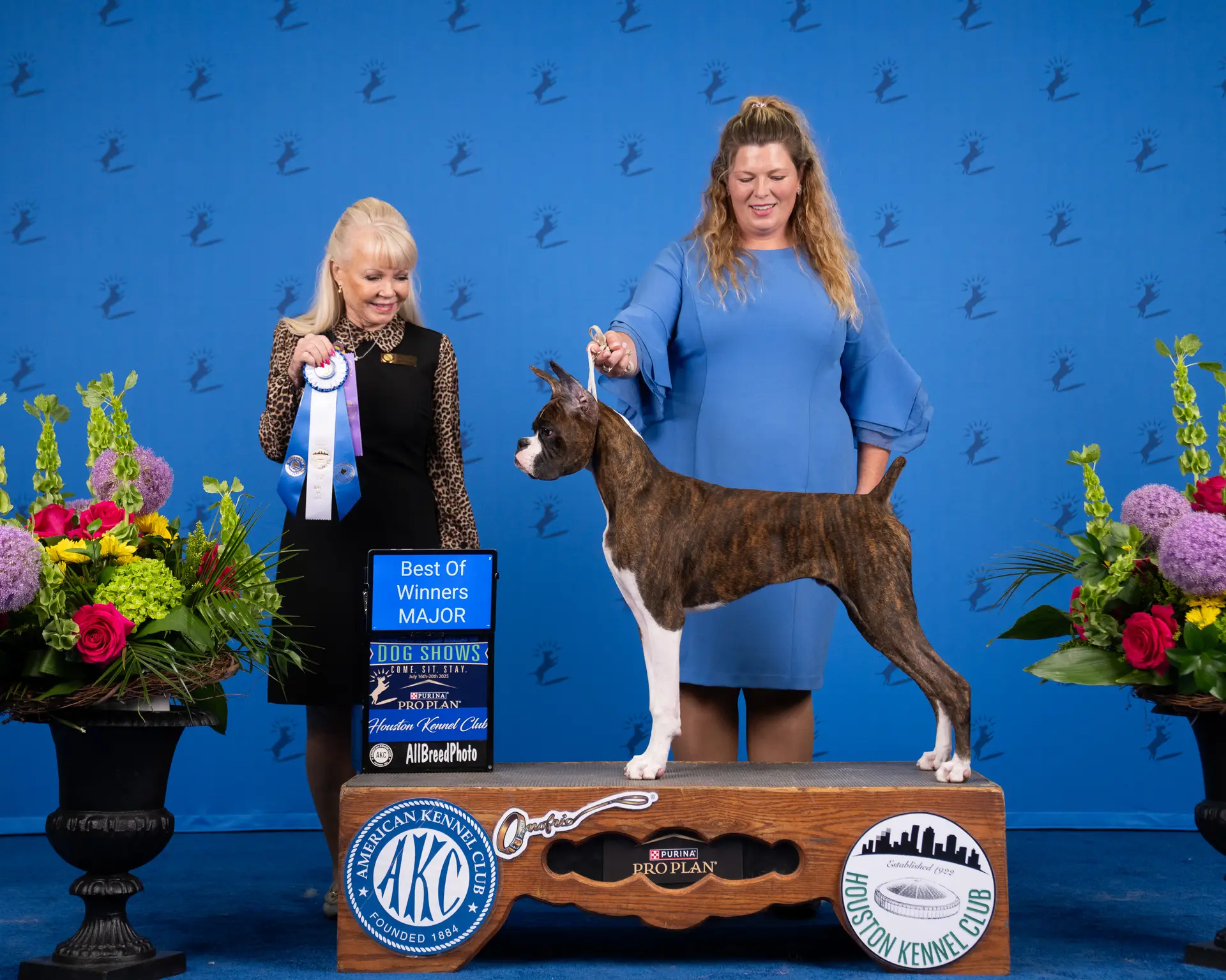Chase - Fallbrook's Chasing Clouds - 6 Months and 4 Days Old with Dylan Kipp Keith at Houston Kennel Club - Best Of Winners Major - judge Victoria Seiler-Cushman