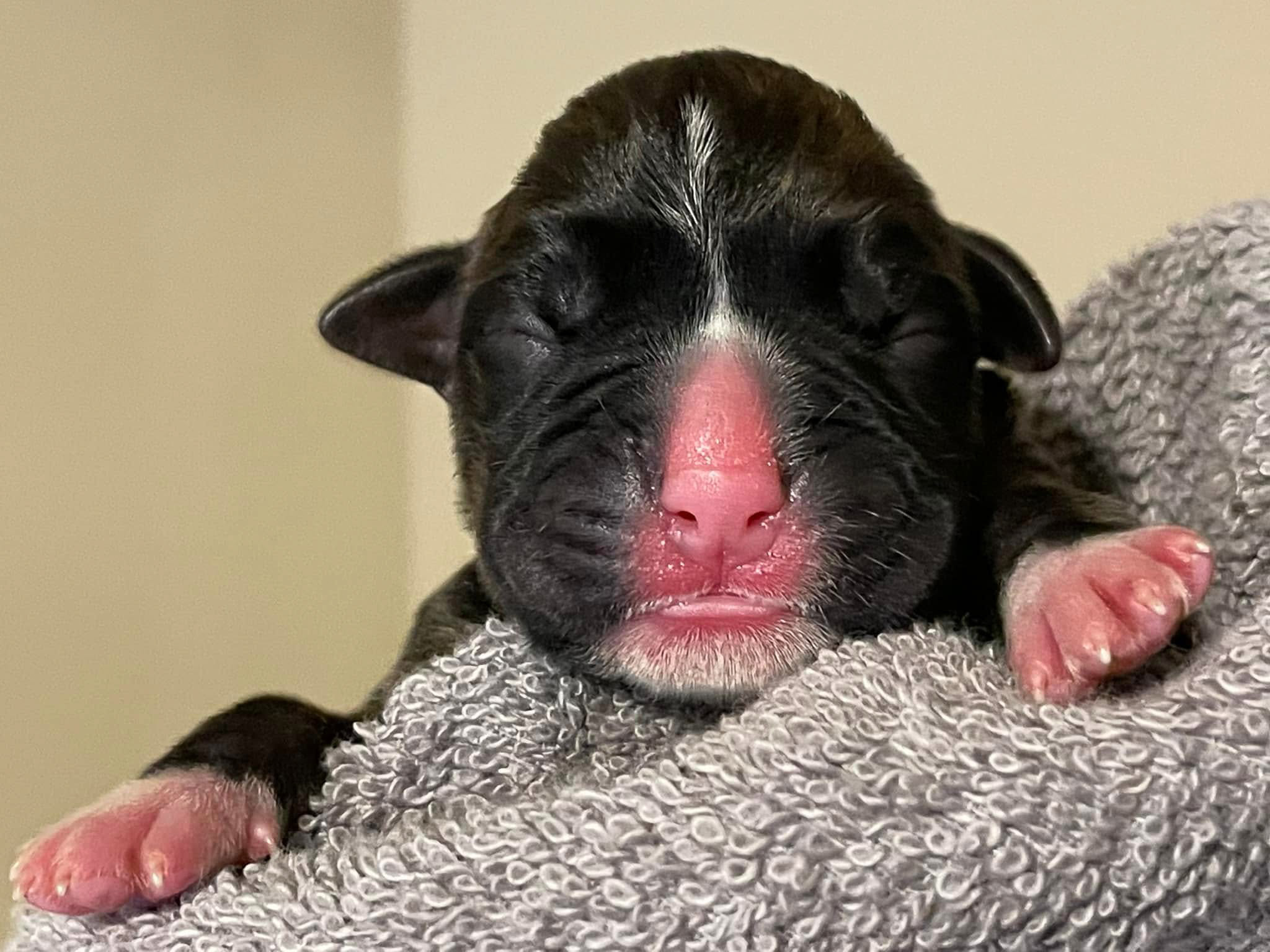 Sage - Fallbrook N Vincenza's On Cloud Nine - Newborn -  Classic Brindle Female Boxer 13.8 oz born 09:00 AM