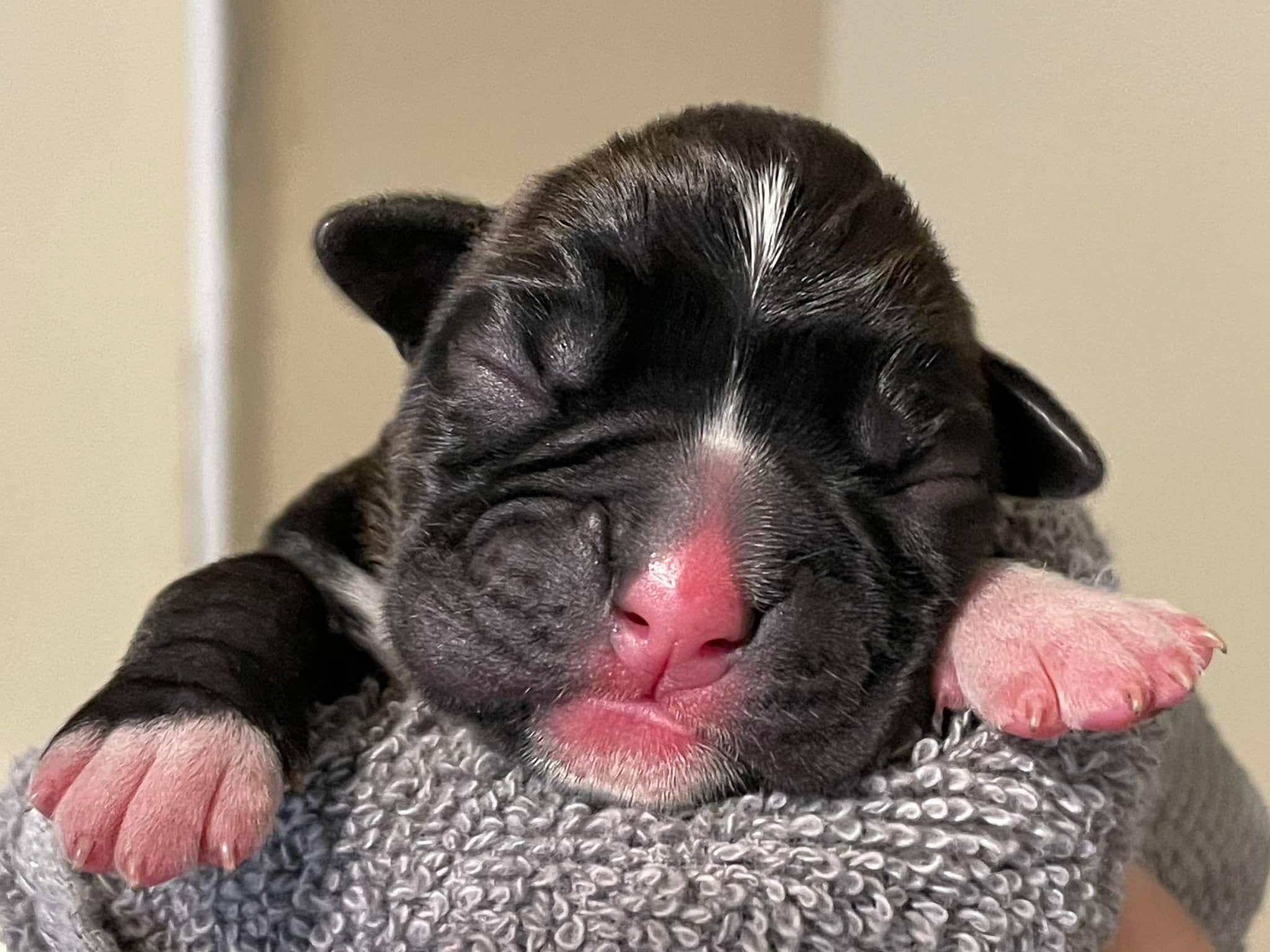 Darth - Fallbrook N Quinney's I Am Your Father - Newborn - Classic Brindle Male Boxer 13.8 oz born 03:53 AM