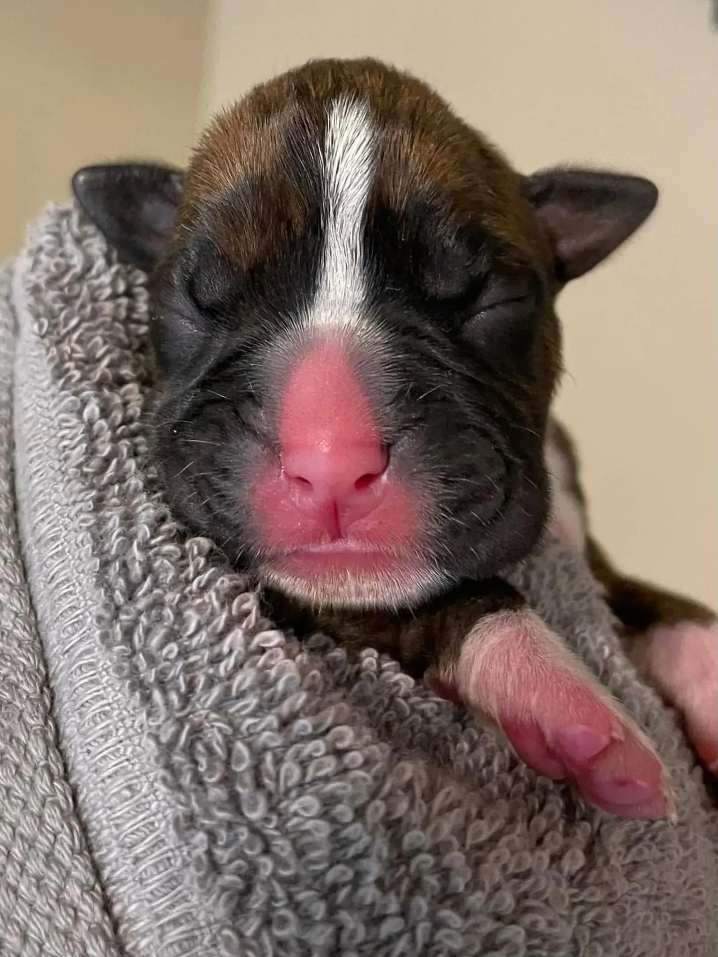 Nova - Fallbrook's Above The Clouds - Newborn - Classic Brindle Female Boxer 13.1 oz born at 06:42 AM