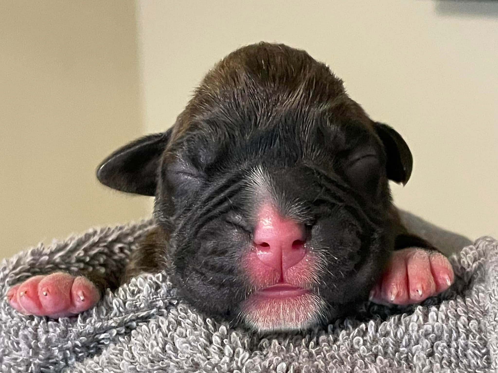 Bosley - Fallbrook's On Cloud 10 - Newborn - Classic Brindle Male Boxer Puppy 1lb 4oz born 06:36 AM