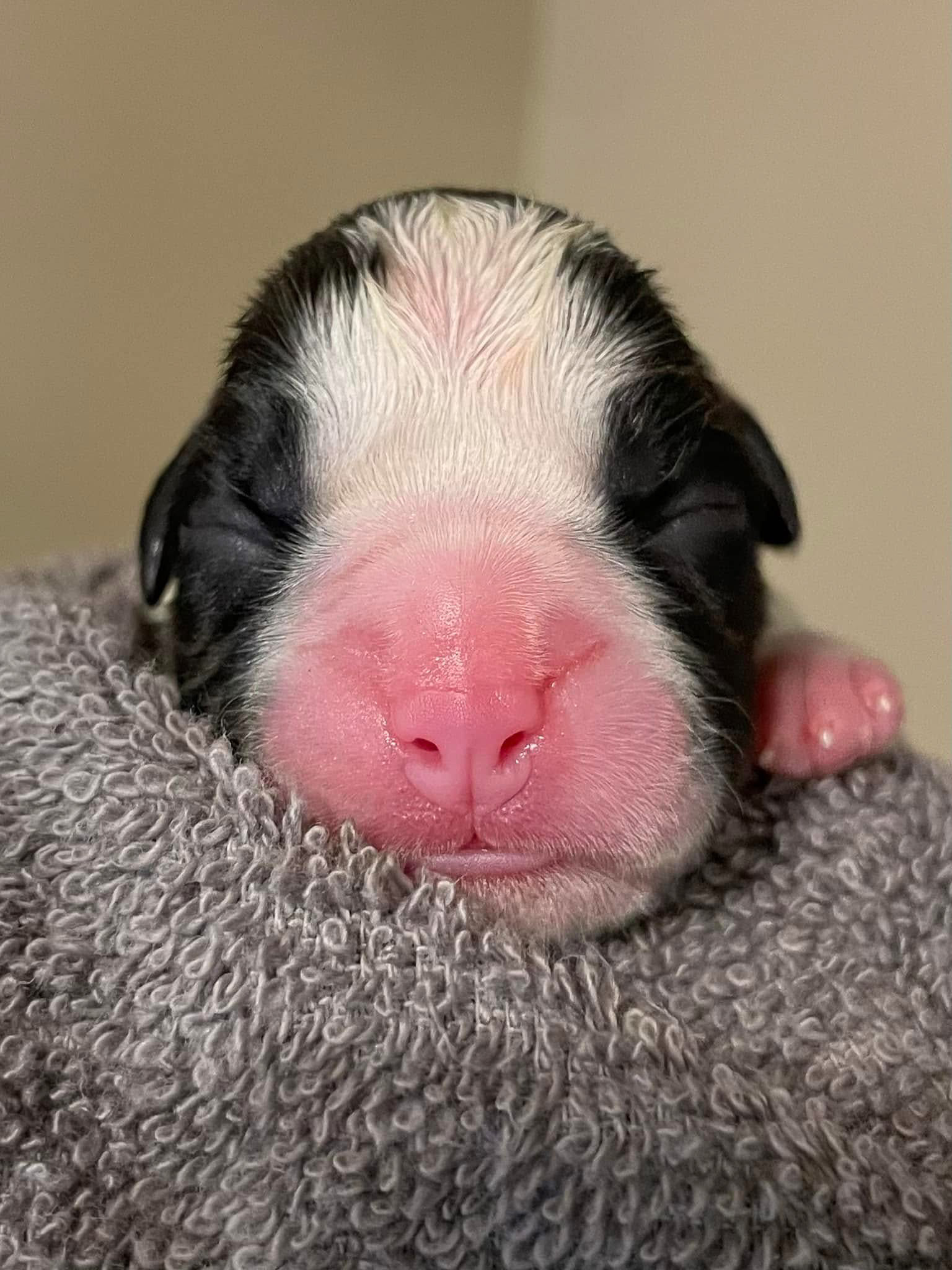 Sutton - Fallbrook's A Walk In The Clouds - Newborn - Flashy Brindle female Boxer 11.6 oz born at 11:25 AM