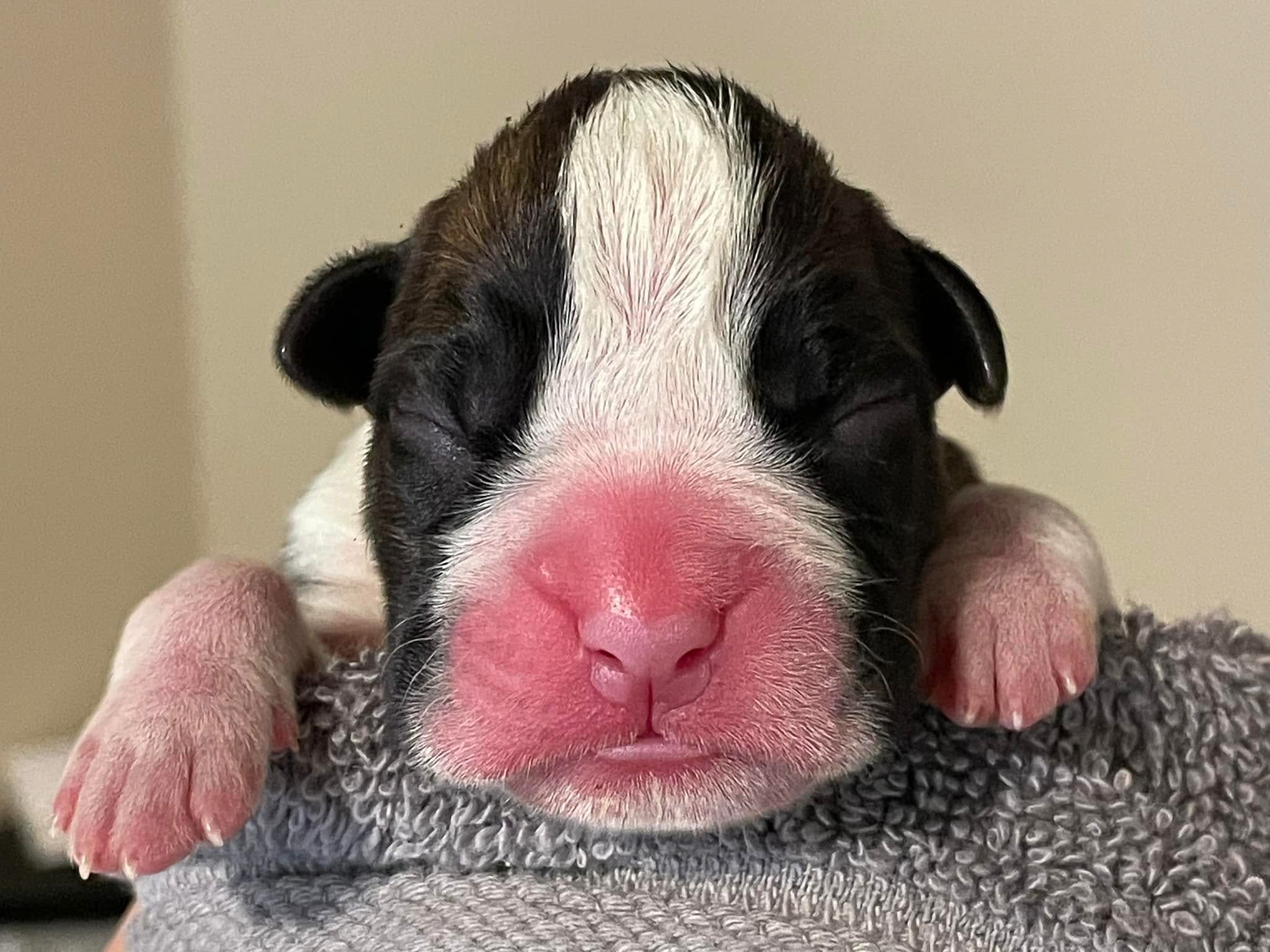 Chase - Fallbrook's Chasing Clouds - Newborn - Flashy Brindle Male Boxer 13.6 oz born at 0909 AM