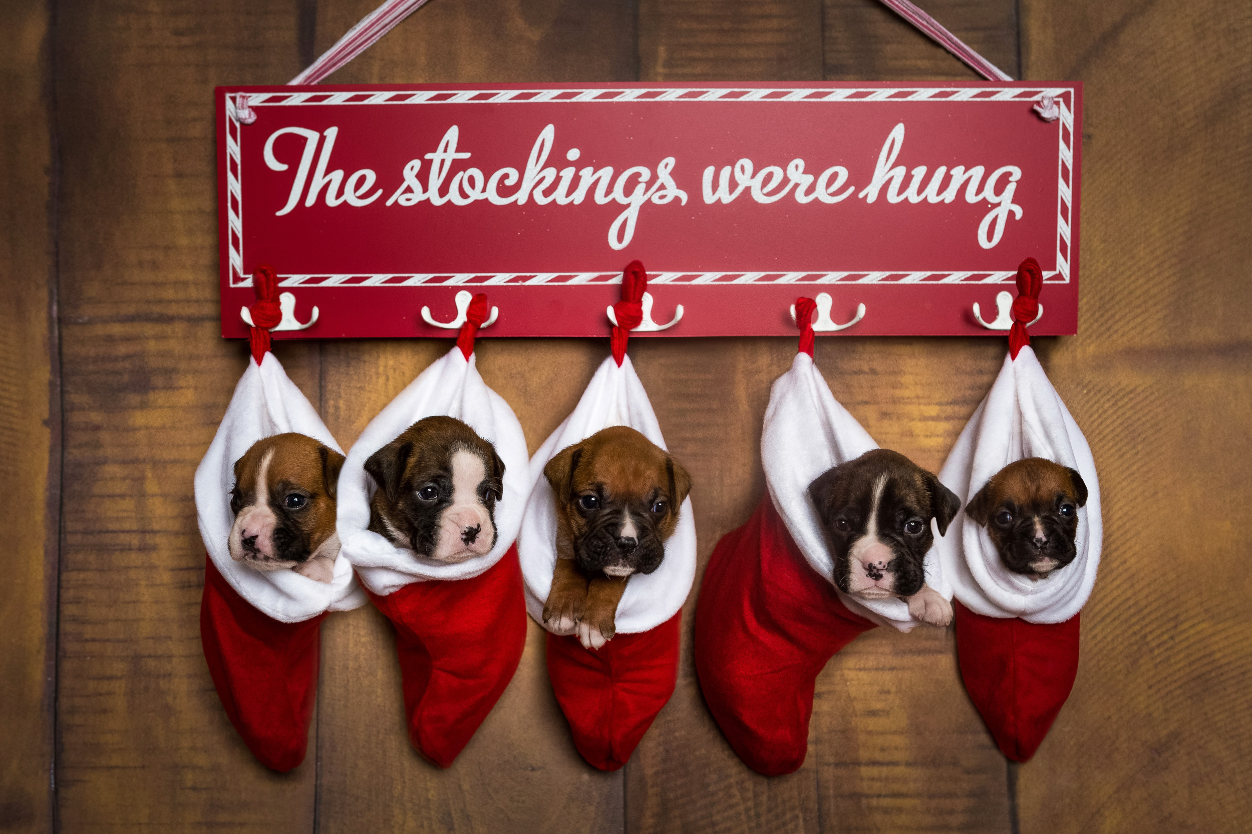 Skye x Trouper Litter - Christmas Stockings - 3 Week Old Boxer Puppies Croup 