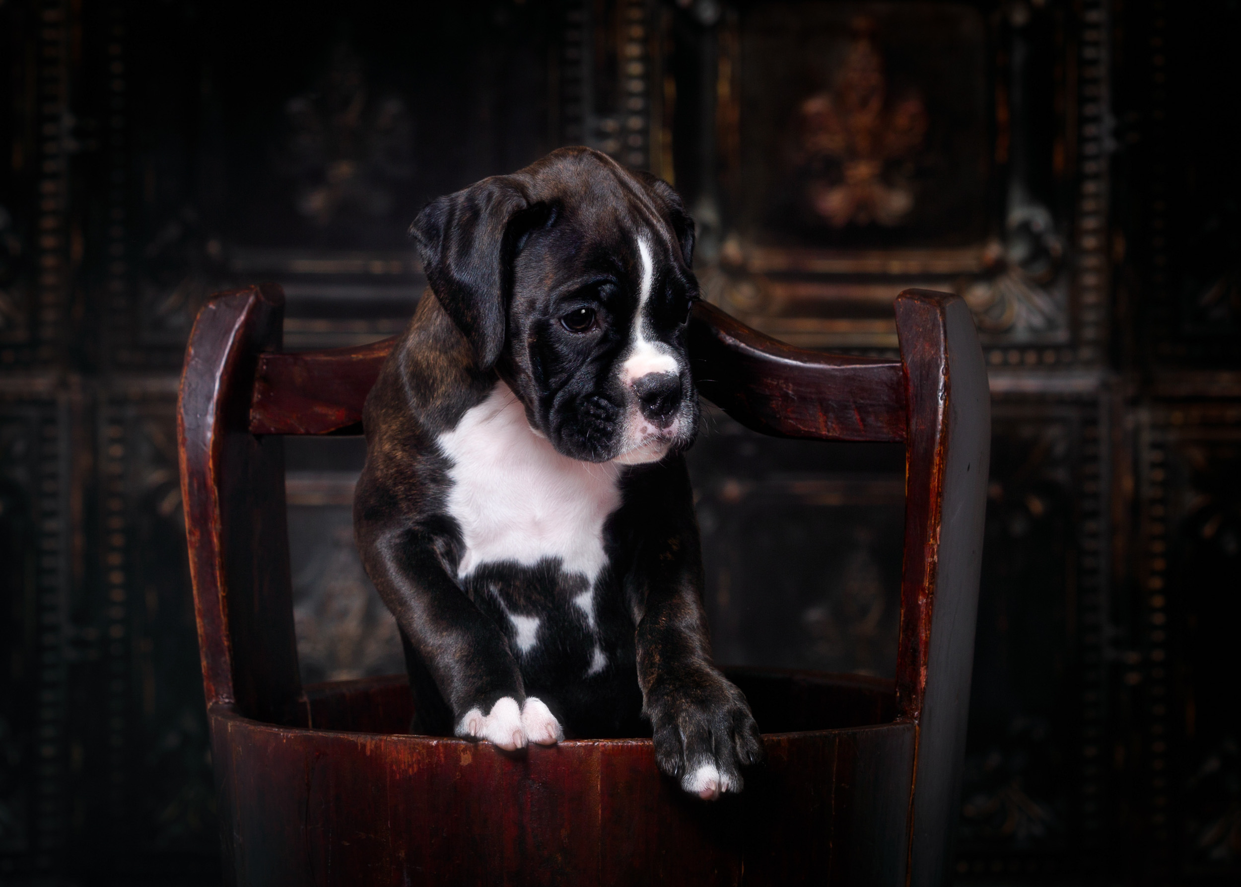TuRo's Allure Of Fallbrook - 8 Weeks Old Flashy Brindle Boxer Puppy