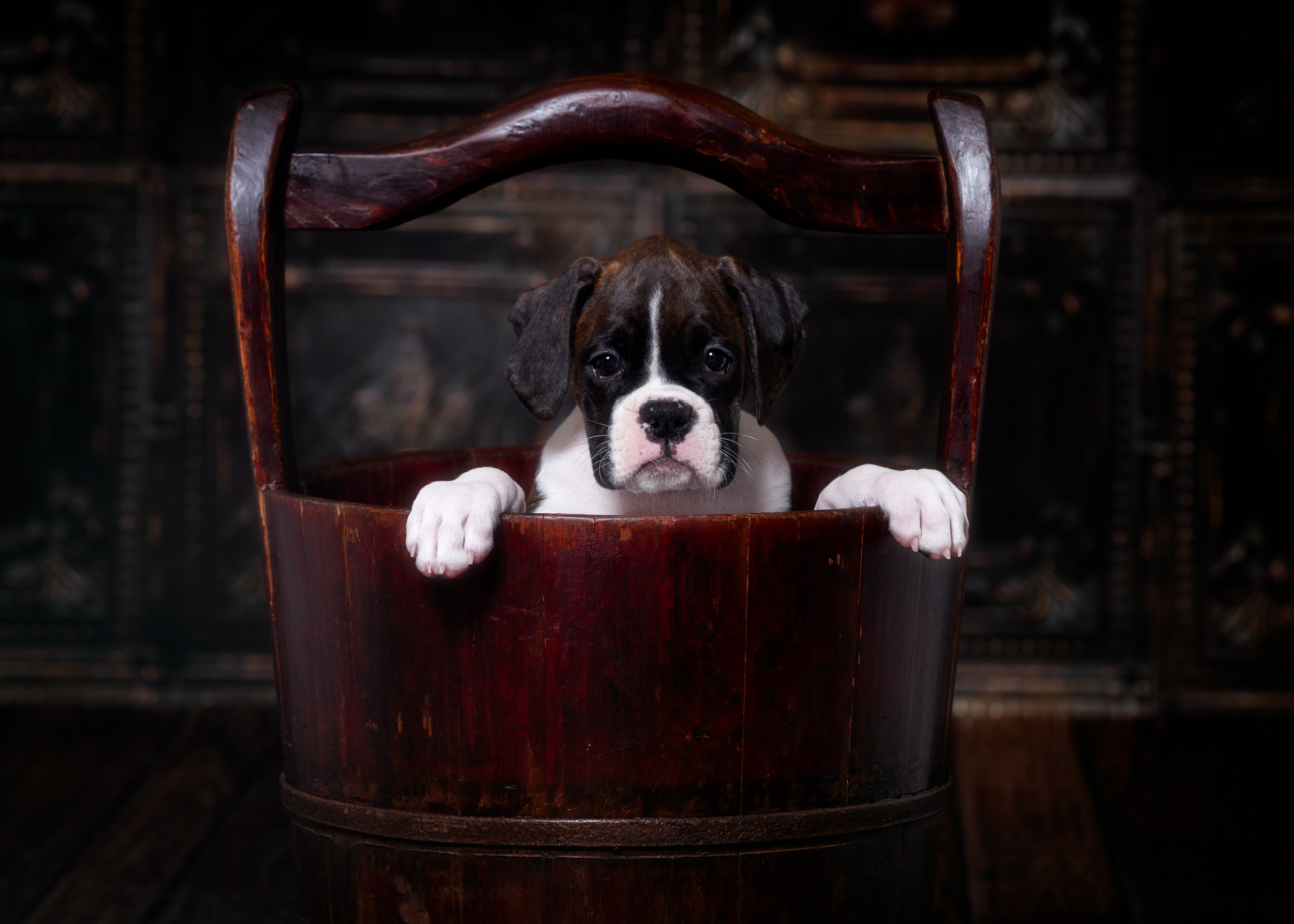 Paris - Fallbrook's Amore Of TuRo 8 Weeks Old - Flashy Brindle Boxer Puppy