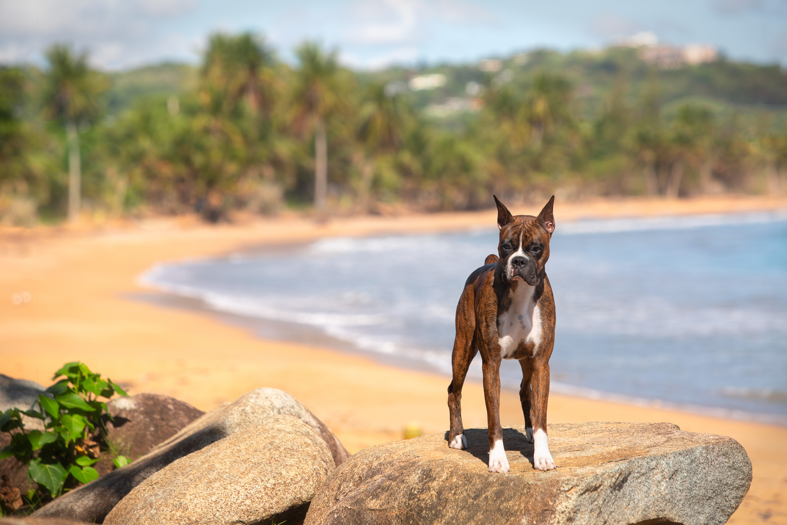 Sable - Quinney's Who's That Girl - Puerto Rico Beach
