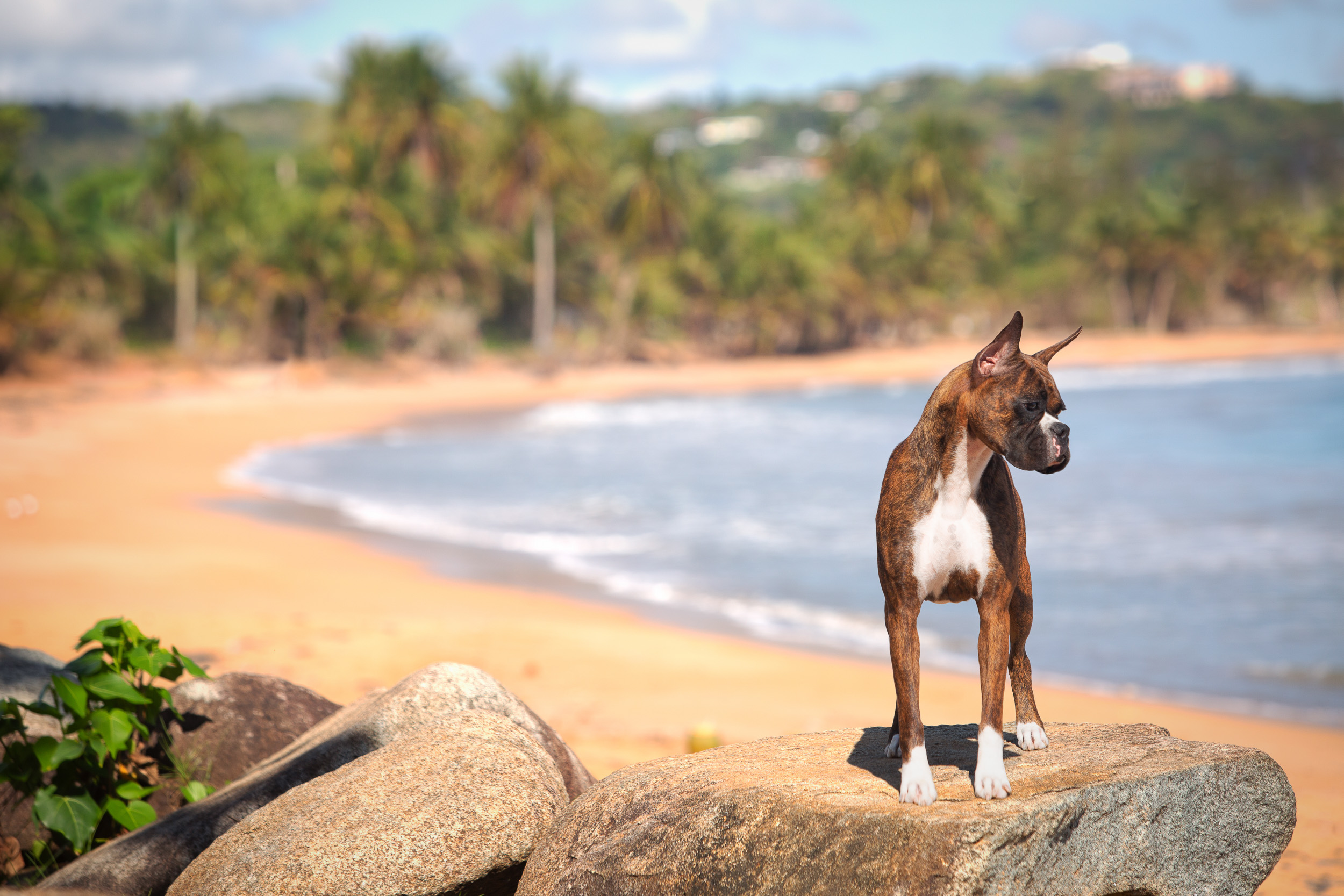 Sable - Quinney's Who's That Girl - Puerto Rico Beach