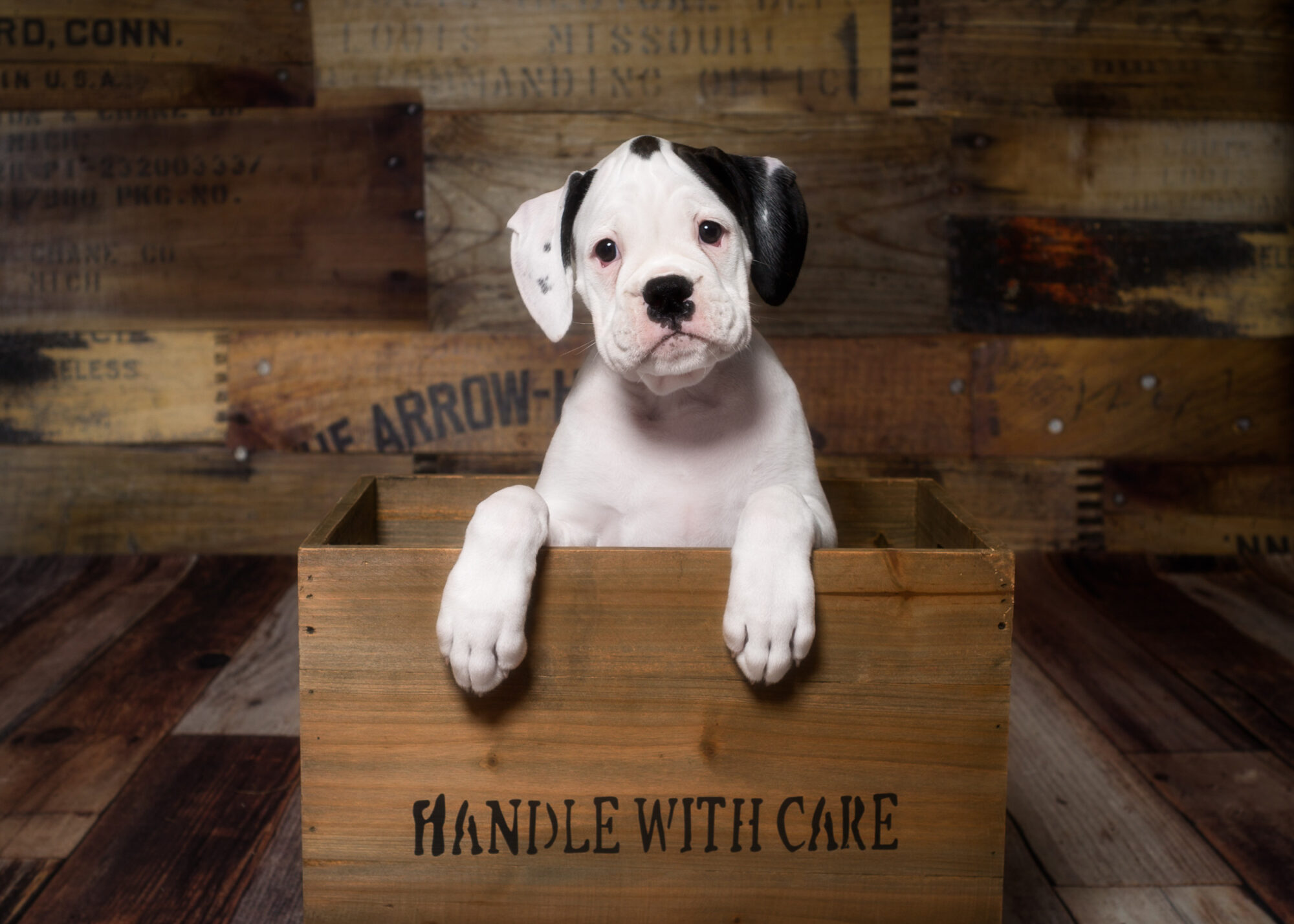 Brodie - Fallbrook's Atlas Of TuRo 9 Weeks Old - White With Brindle Markings Boxer Puppy