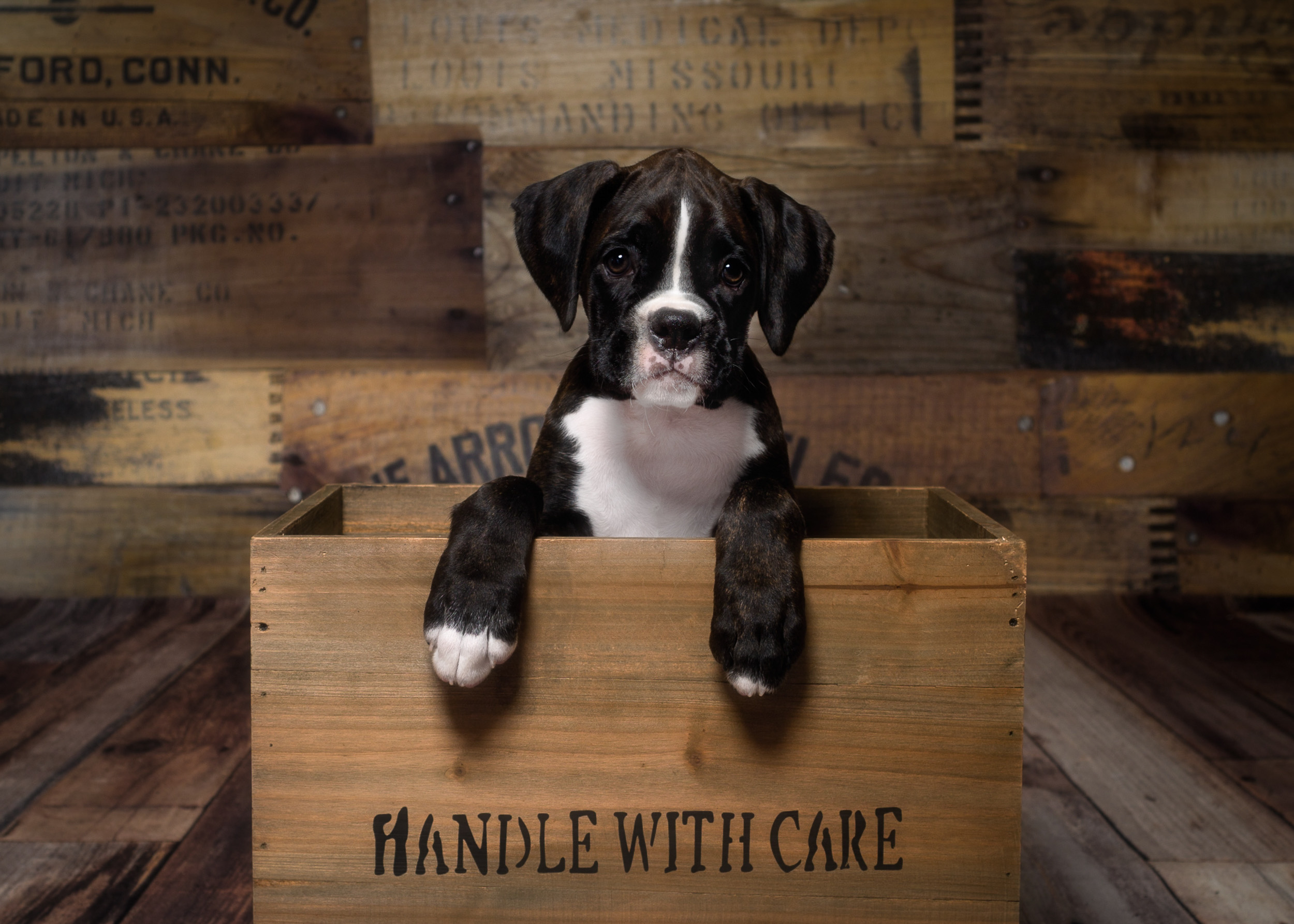 TuRo's Allure Of Fallbrook - 9 Weeks Old Flashy Brindle Boxer Puppy