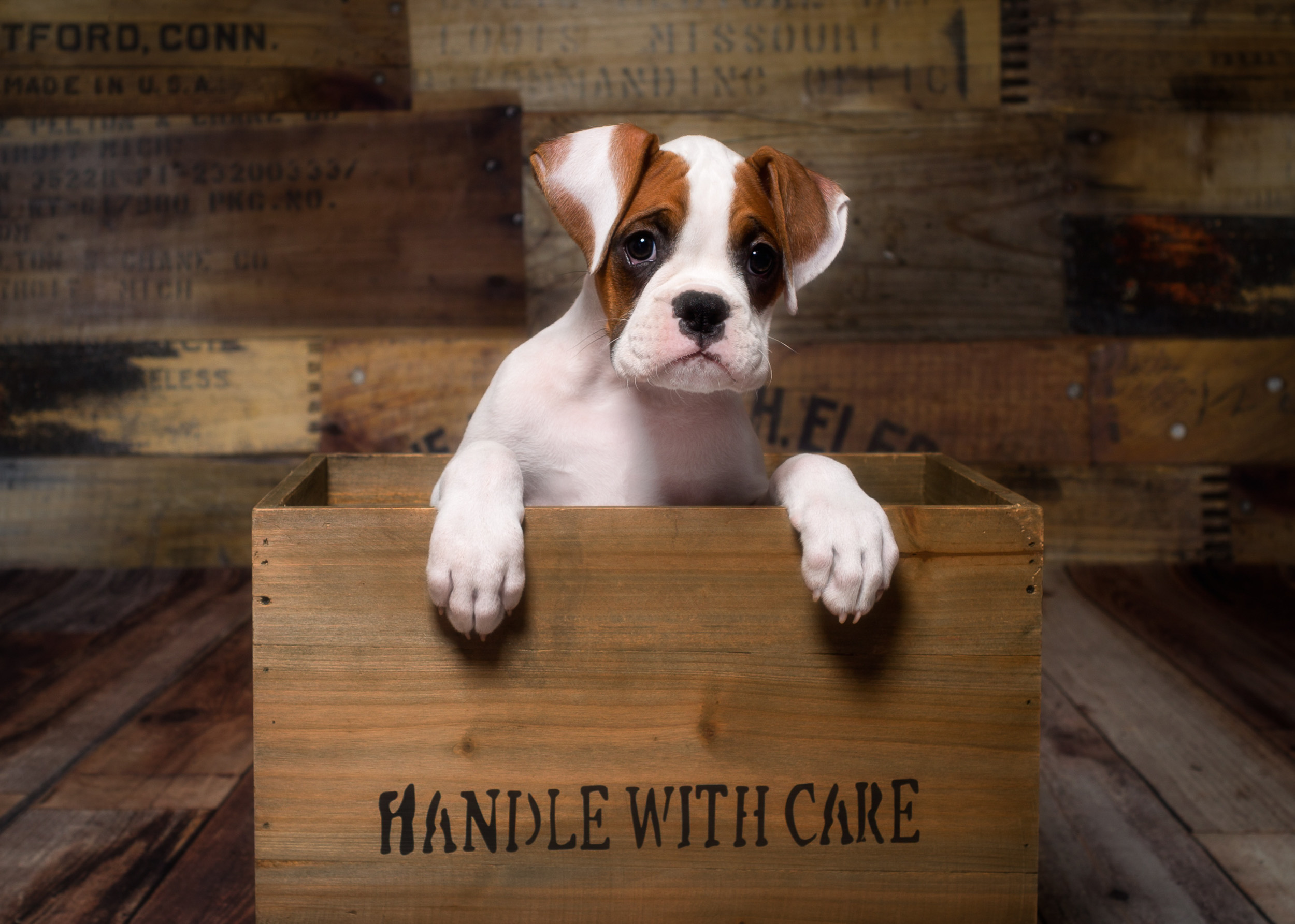 Arturo - Fallbrook's Arbiter Of TuRo 9 Weeks Old - White With Fawn Markings Boxer Puppy