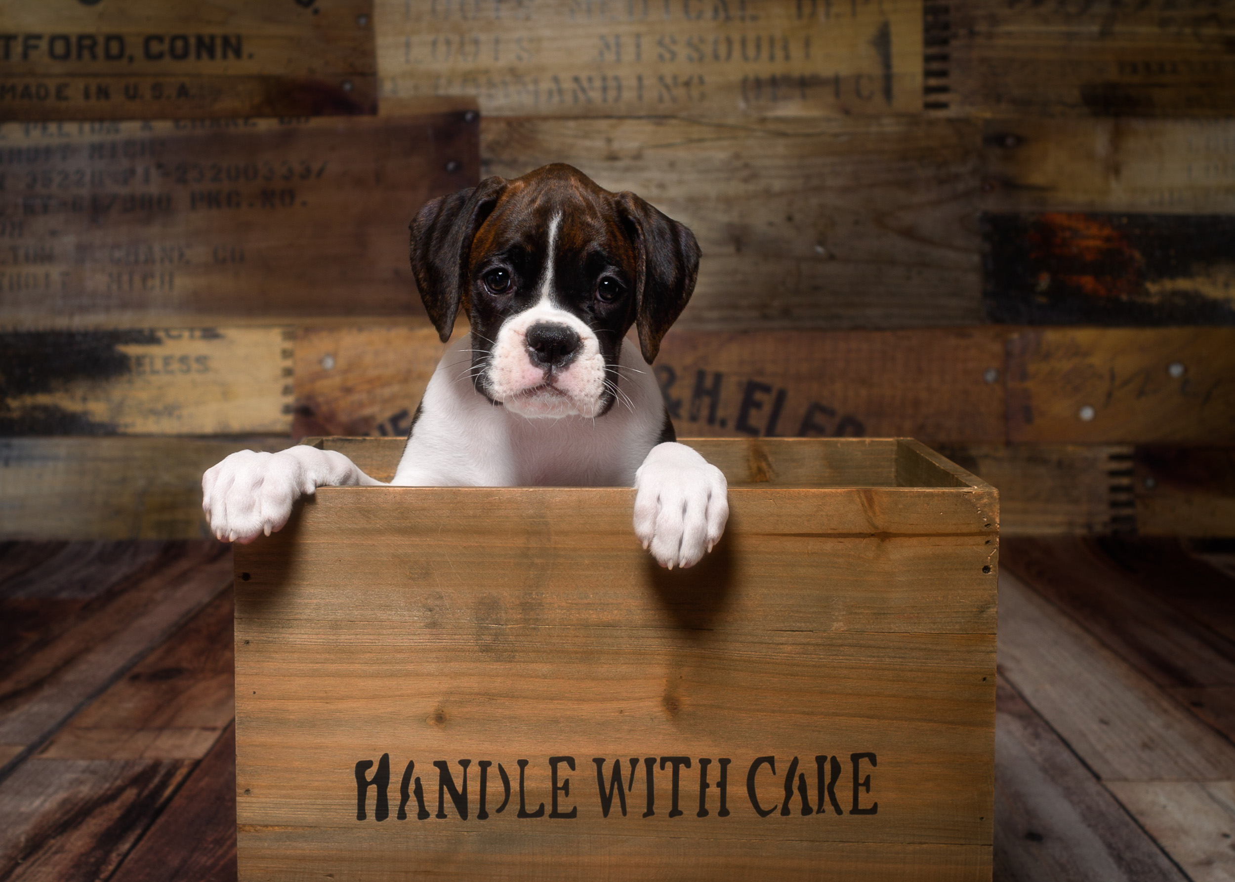 Paris - Fallbrook's Amore Of TuRo 9 Weeks Old - Flashy Brindle Boxer Puppy