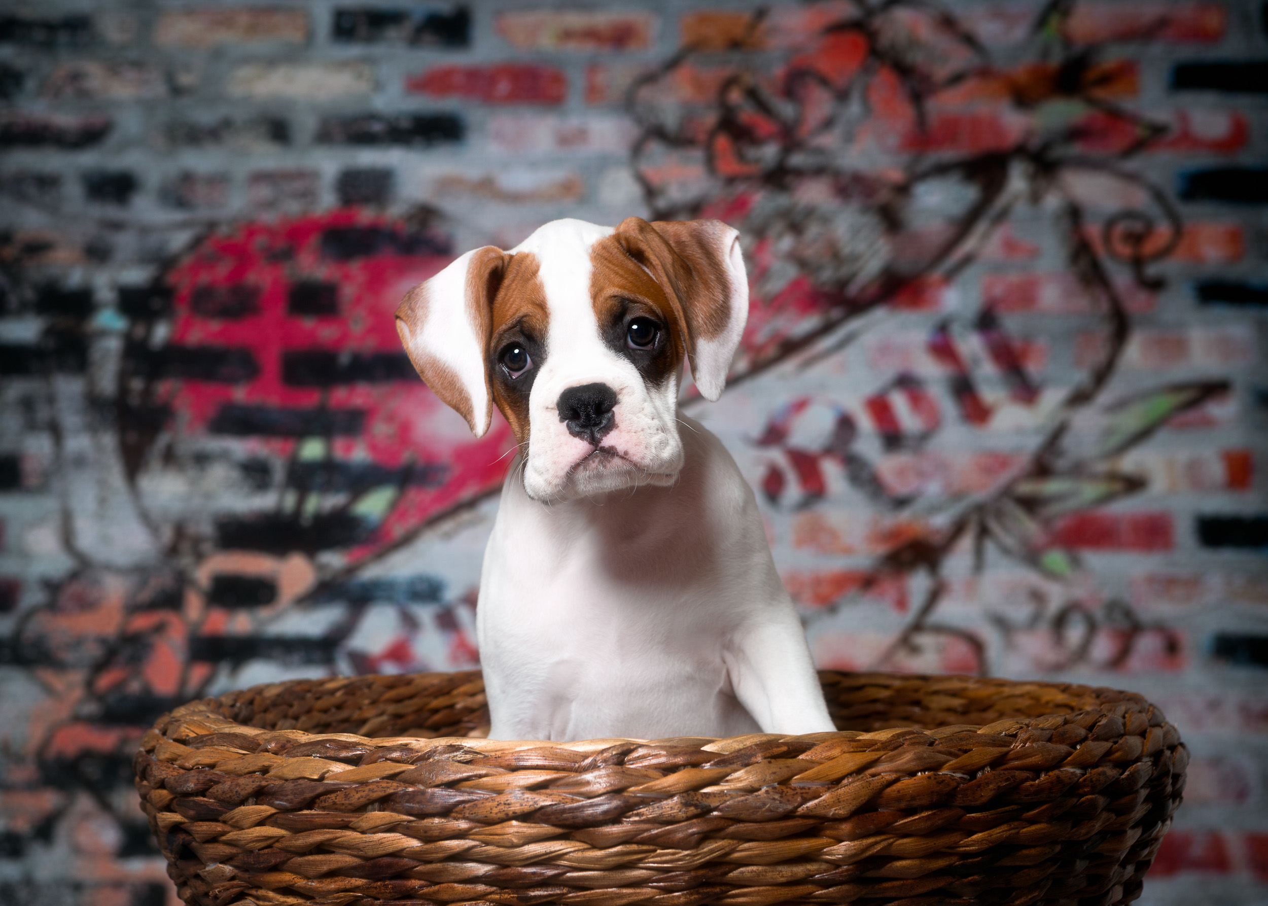 Arturo - Fallbrook's Arbiter Of TuRo 10 Weeks Old - White With Fawn Markings Boxer Puppy