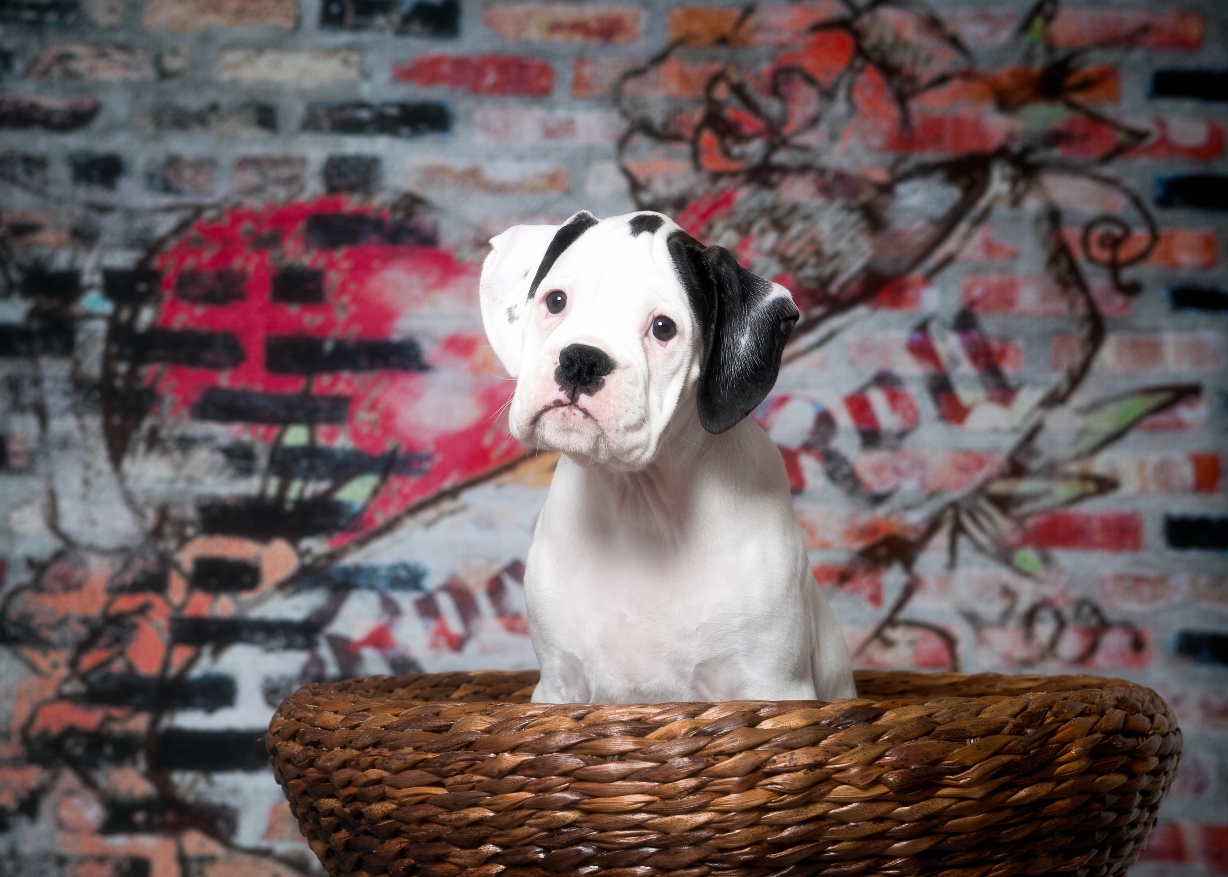 Brodie - Fallbrook's Atlas Of TuRo
10 Weeks Old - White With Brindle Markings Boxer Puppy