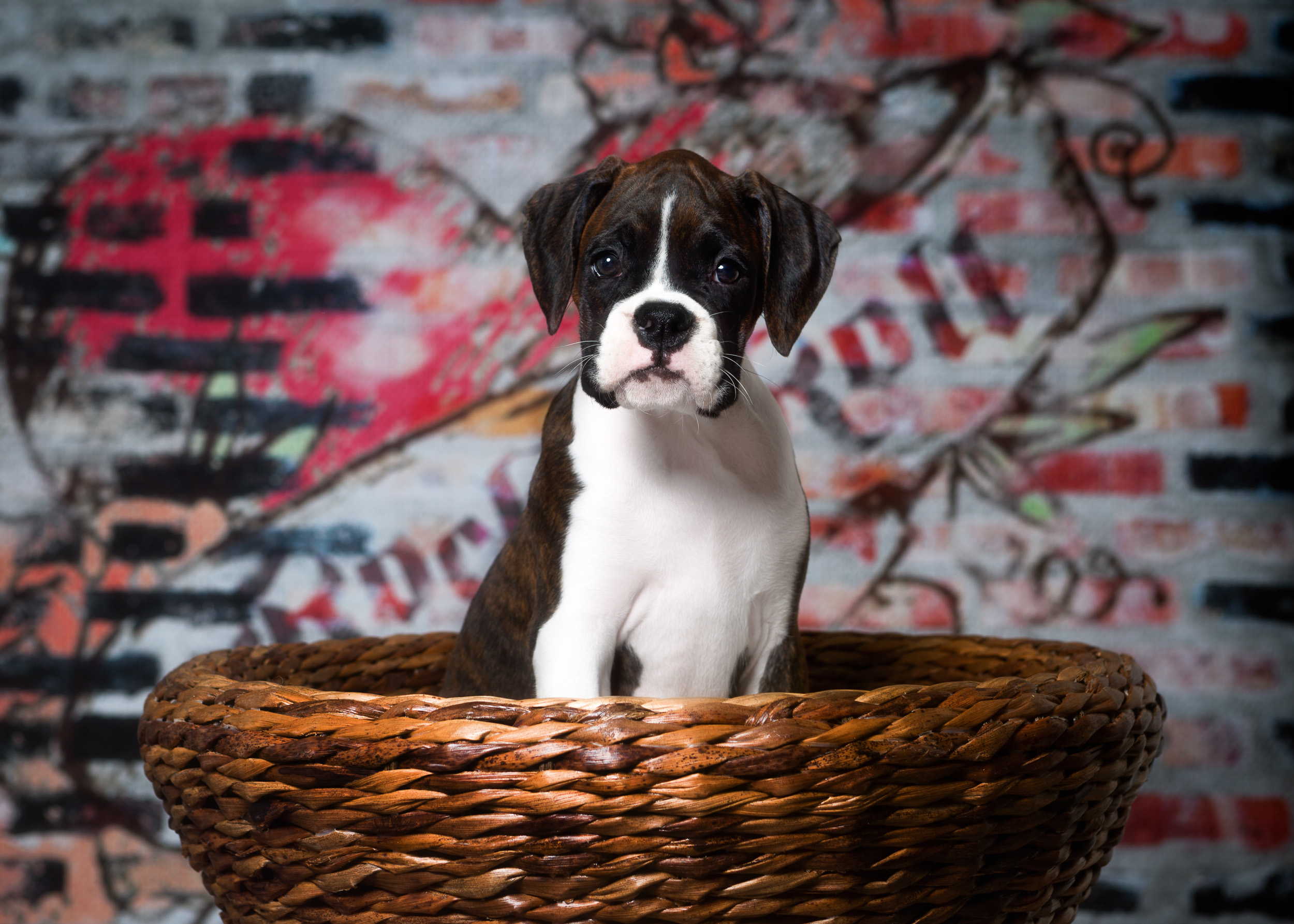 Paris - Fallbrook's Amore Of TuRo 10 Weeks Old - Flashy Brindle Boxer Puppy