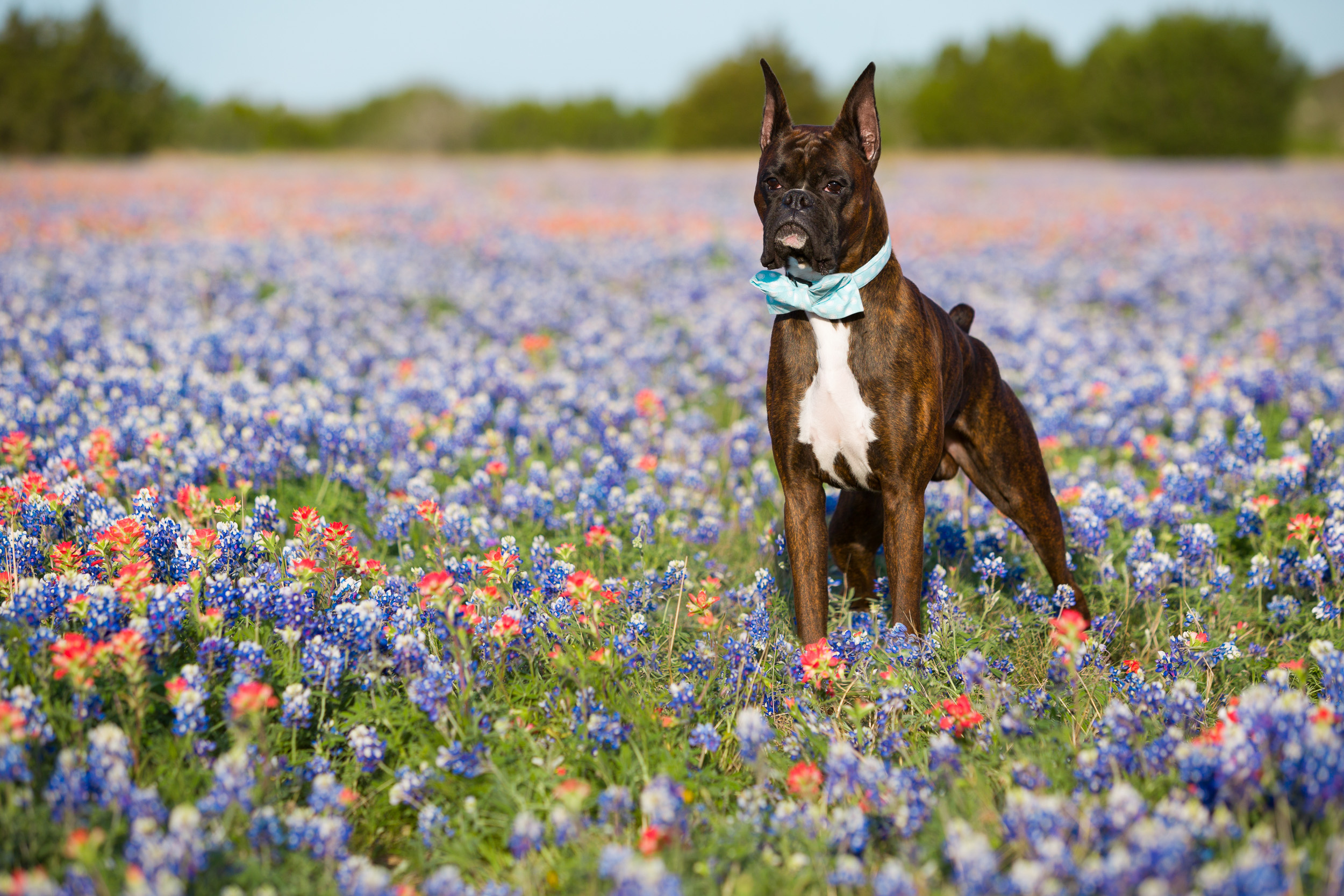 Duke - TuRo's Duke of Hazard in the bluebonnets