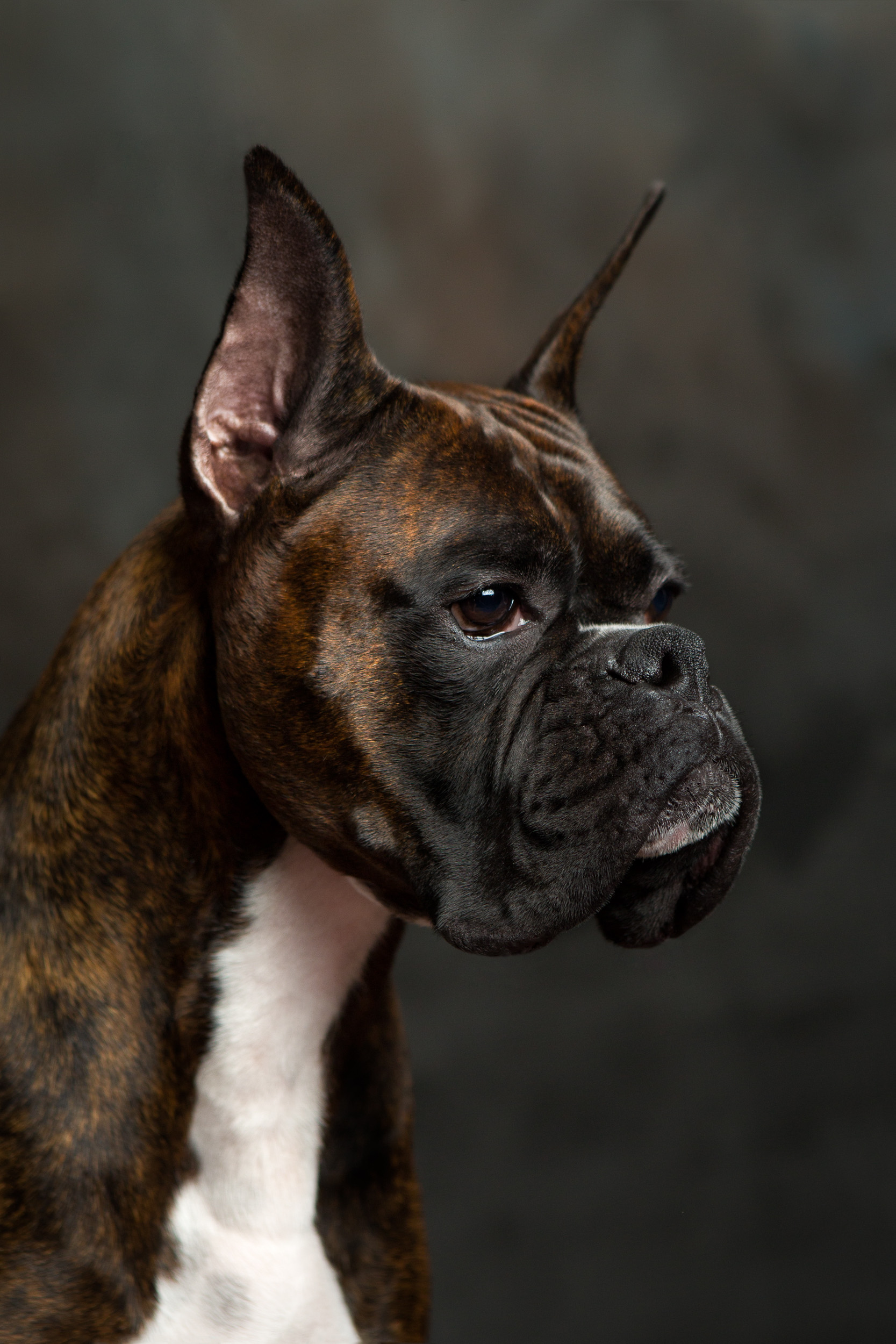Duke - TuRo's Duke of Hazard