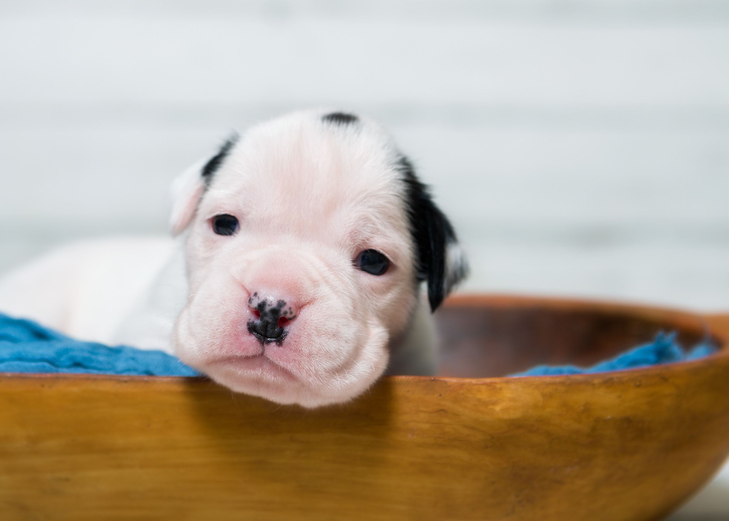 Skye x Jake - 2 Week Old White with Brindle Markings Boxer Puppy
Brodie - Fallbrook's Arbiter Of TuRo