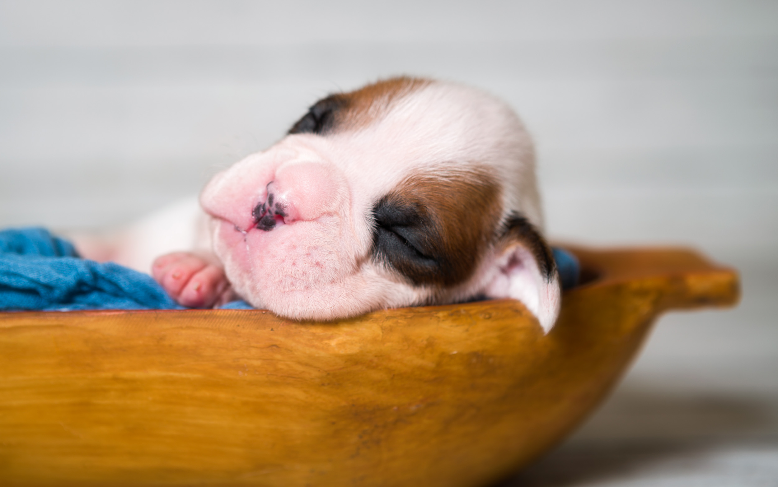 Skye x Jake - 2 Week Old White with Fawn Markings Boxer Puppy
Arturo - Fallbrook's Arbiter Of TuRo
