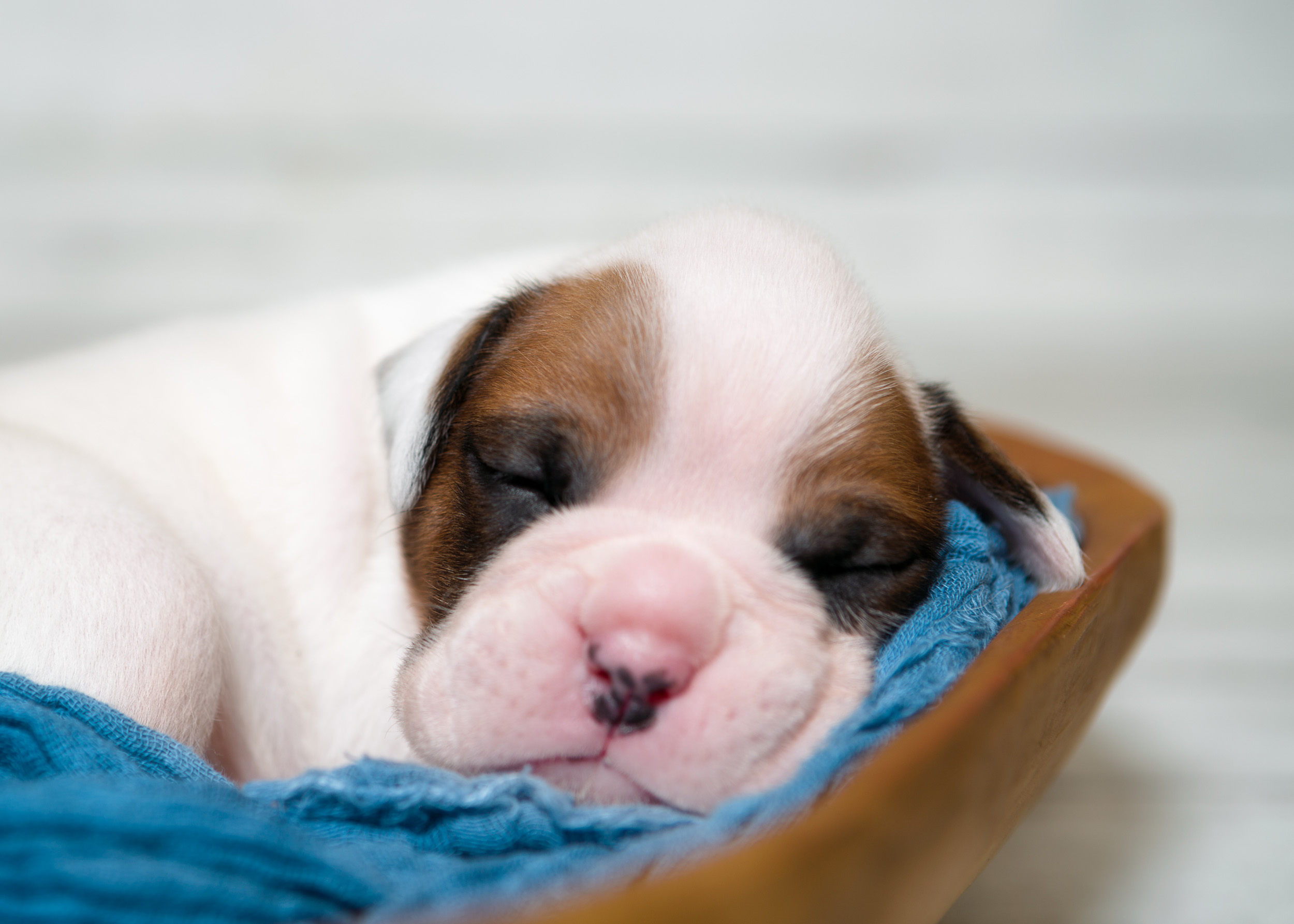 Skye x Jake - 2 Week Old White with Fawn Markings Boxer Puppy
Arturo - Fallbrook's Arbiter Of TuRo