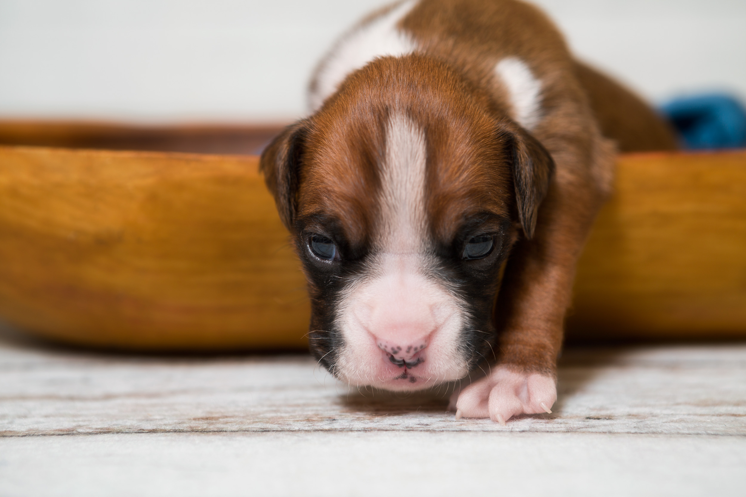 Skye x Jake - 2 Week Old Flashy Fawn Boxer Puppy
TuRo's Aviator of Fallbrook