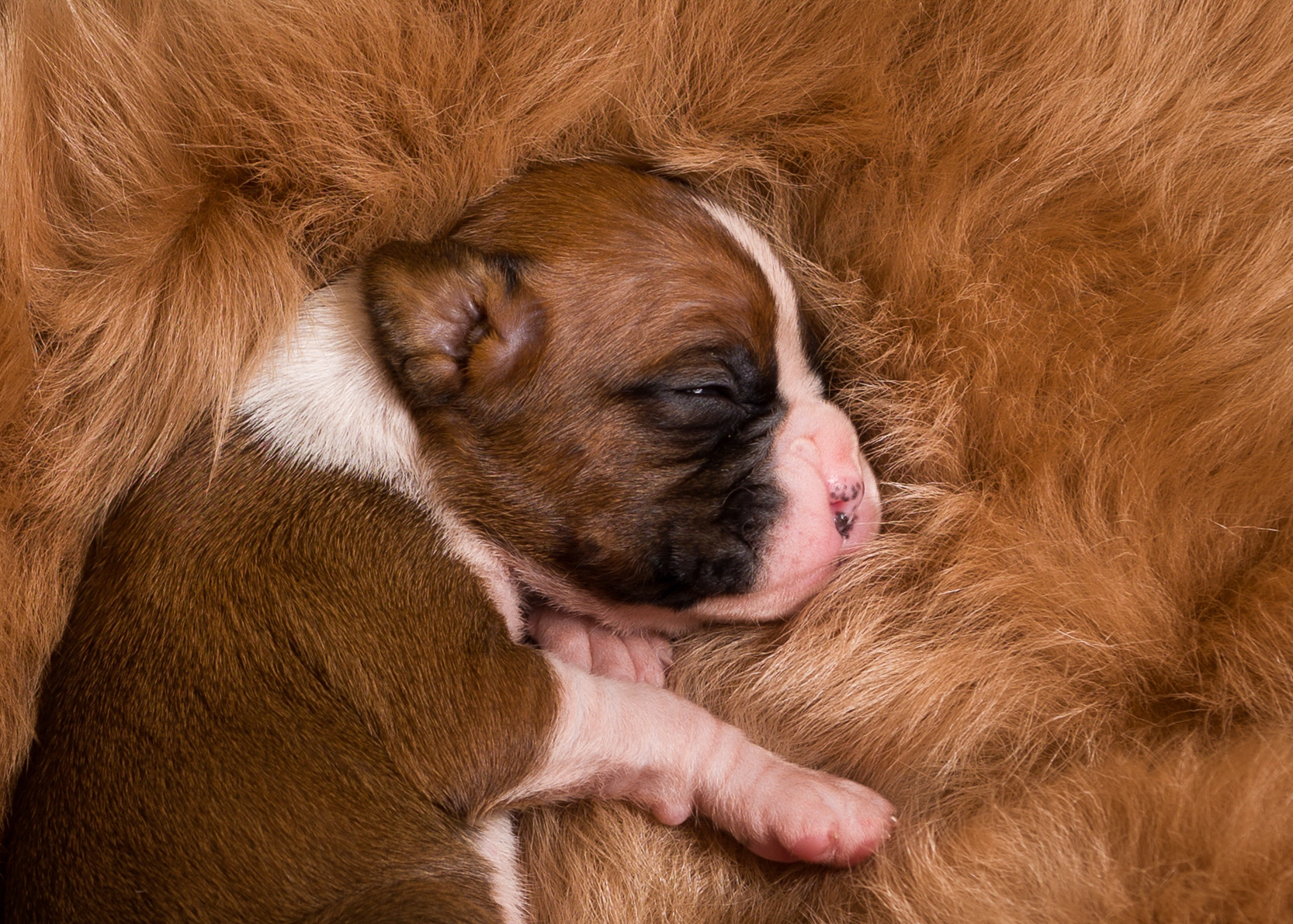 Skye x Jake - 2 Week Old Flashy Fawn Boxer Puppy
TuRo's Aviator of Fallbrook