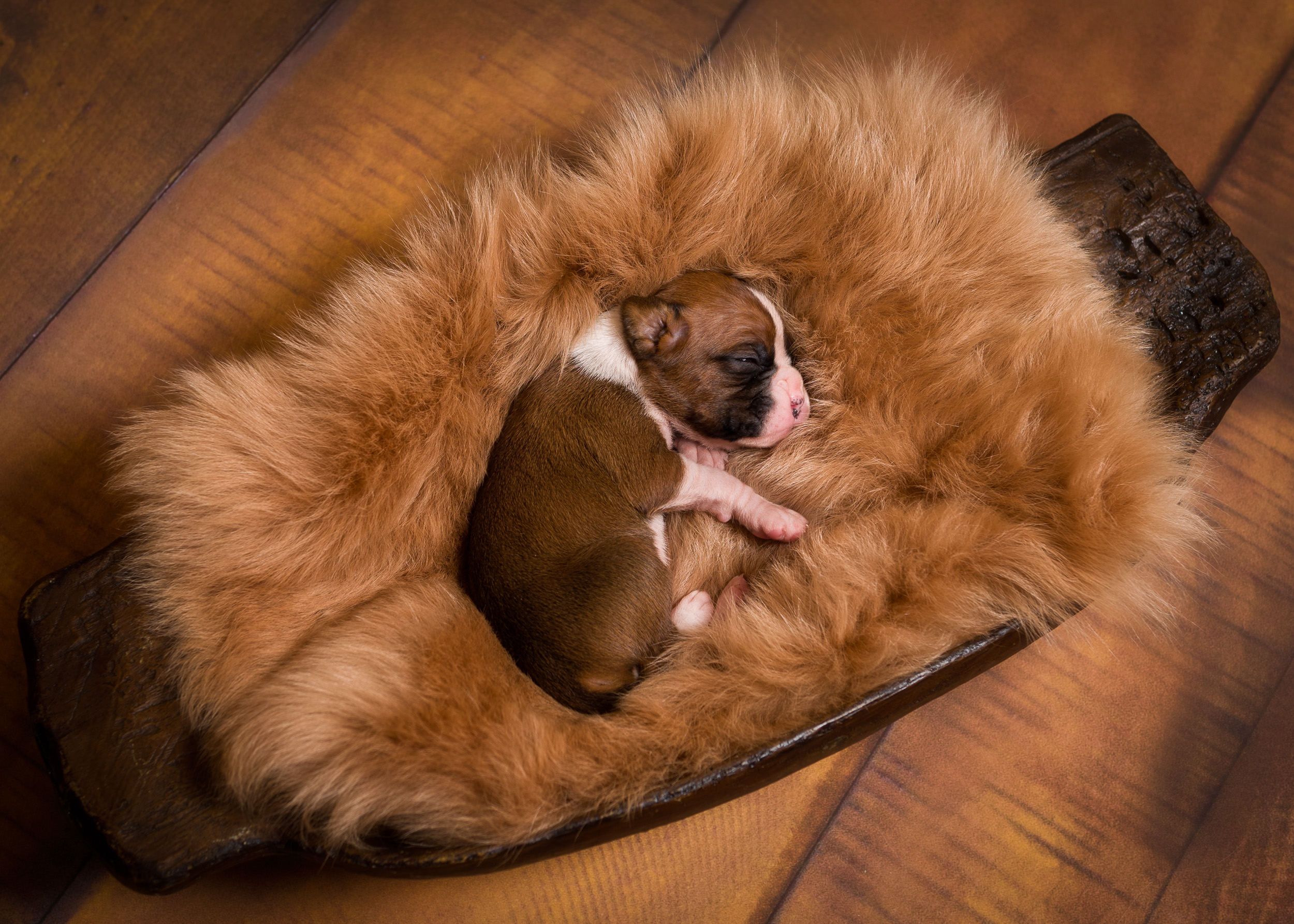 Skye x Jake - 2 Week Old Flashy Fawn Boxer Puppy
TuRo's Aviator of Fallbrook