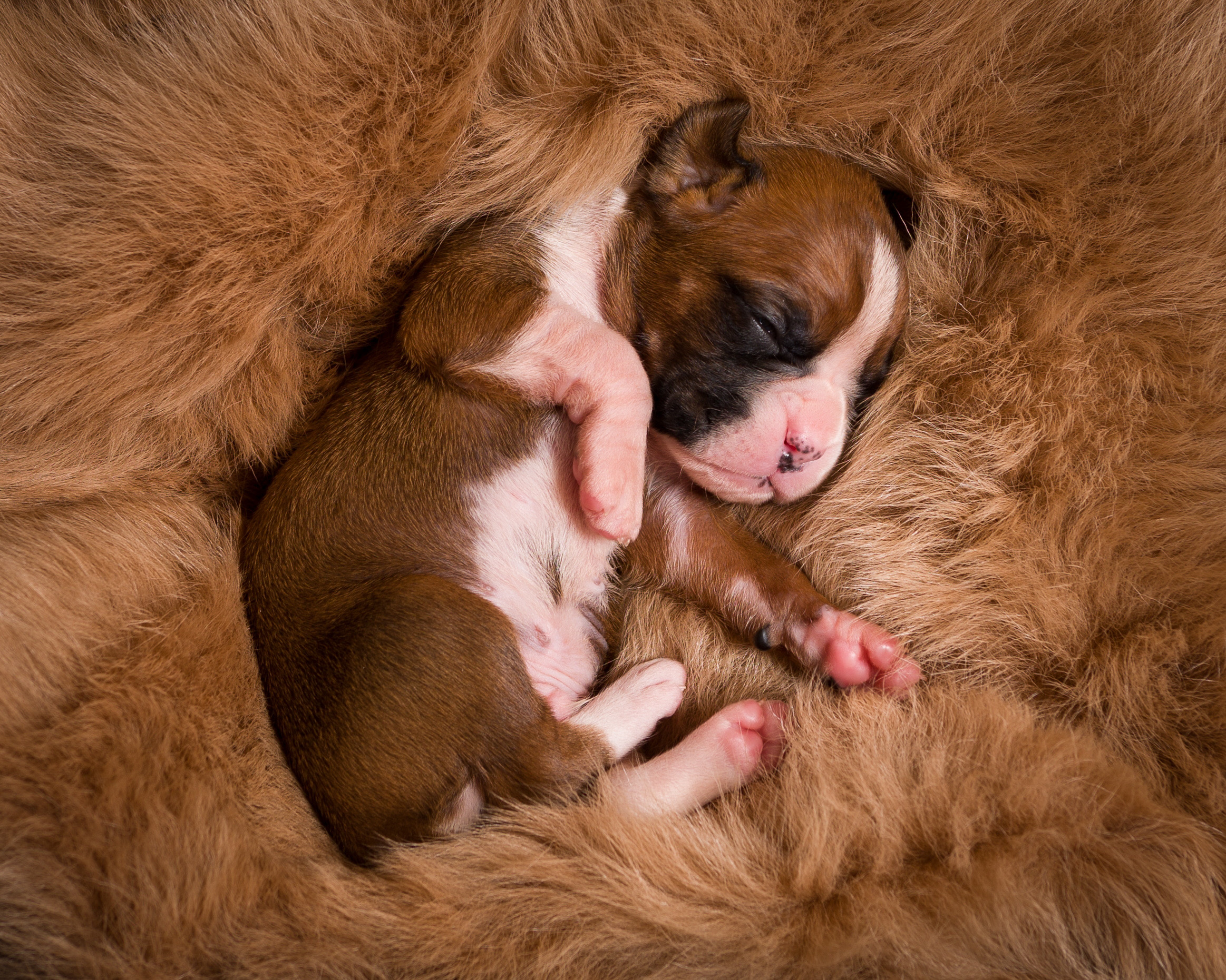 Skye x Jake - 2 Week Old Flashy Fawn Boxer Puppy
TuRo's Aviator of Fallbrook