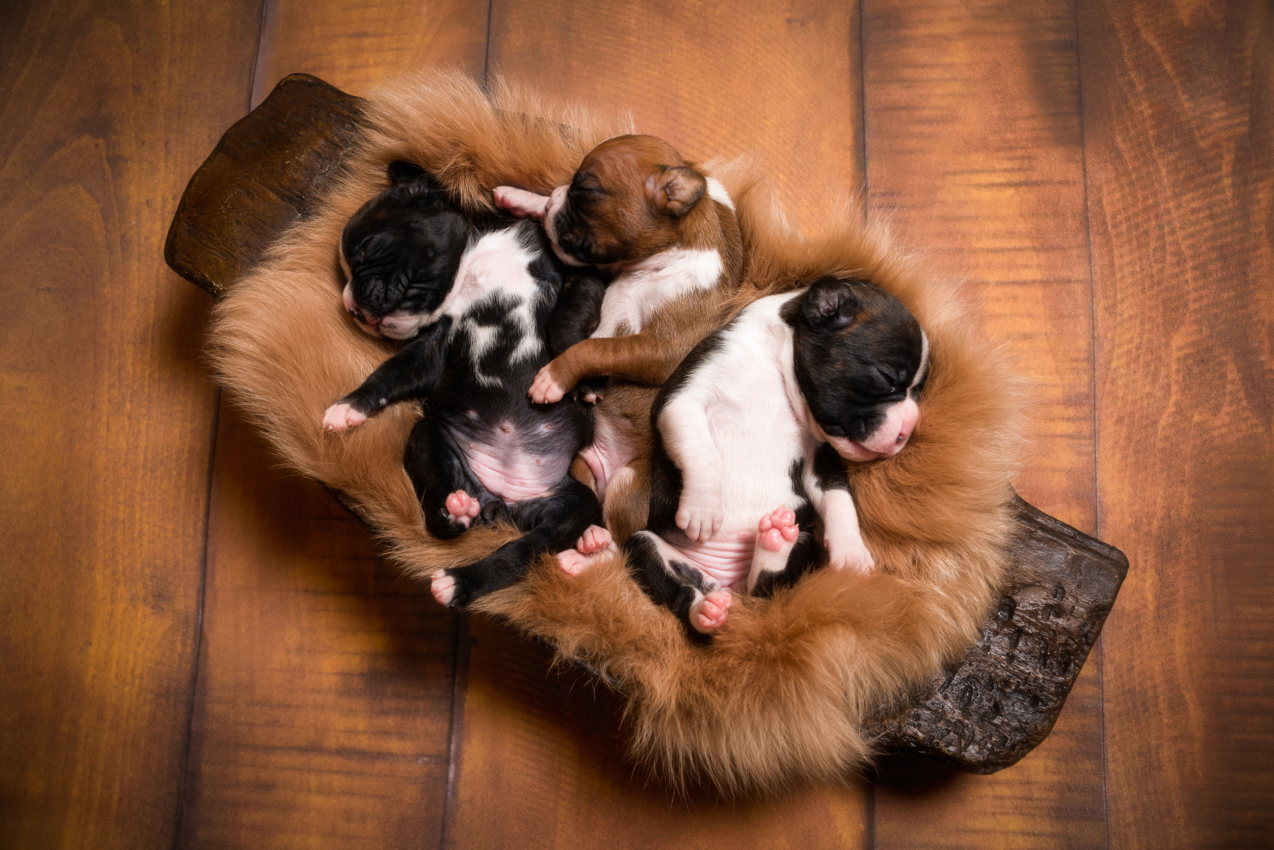 Skye x Jake Litter - 2 Weeks Old Boxer Puppies 