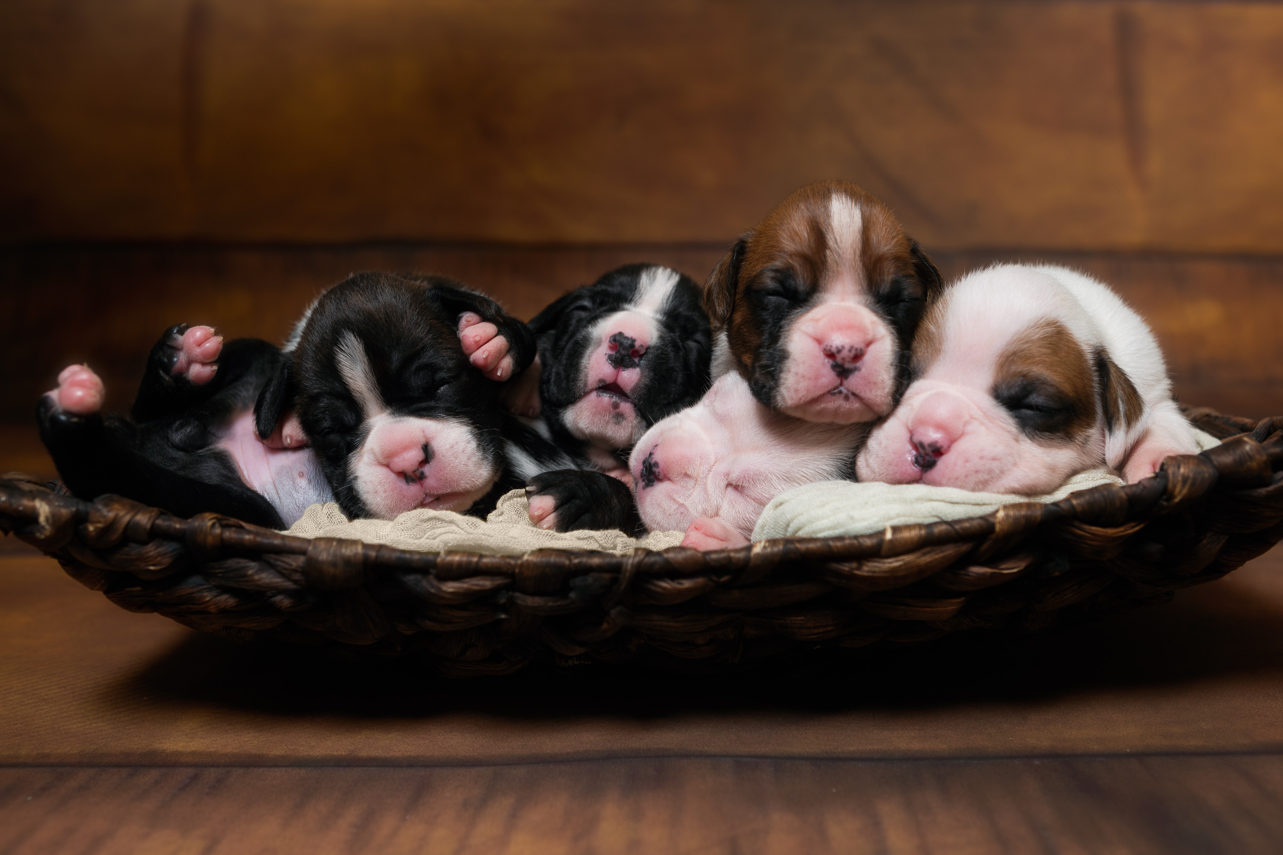 Skye x Jake Litter - 2 Weeks Old Boxer Puppies