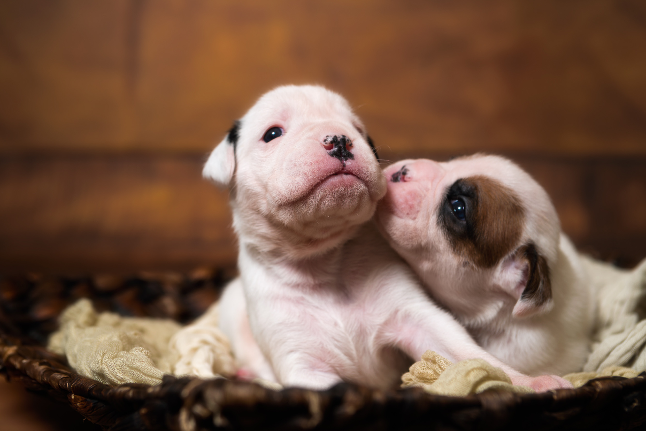 Brodie & Arturo - 2 Weeks Old White Boxer Puppies Fallbrook's Atlas Of TuRo & Fallbrook's Arbitor Of TuRo