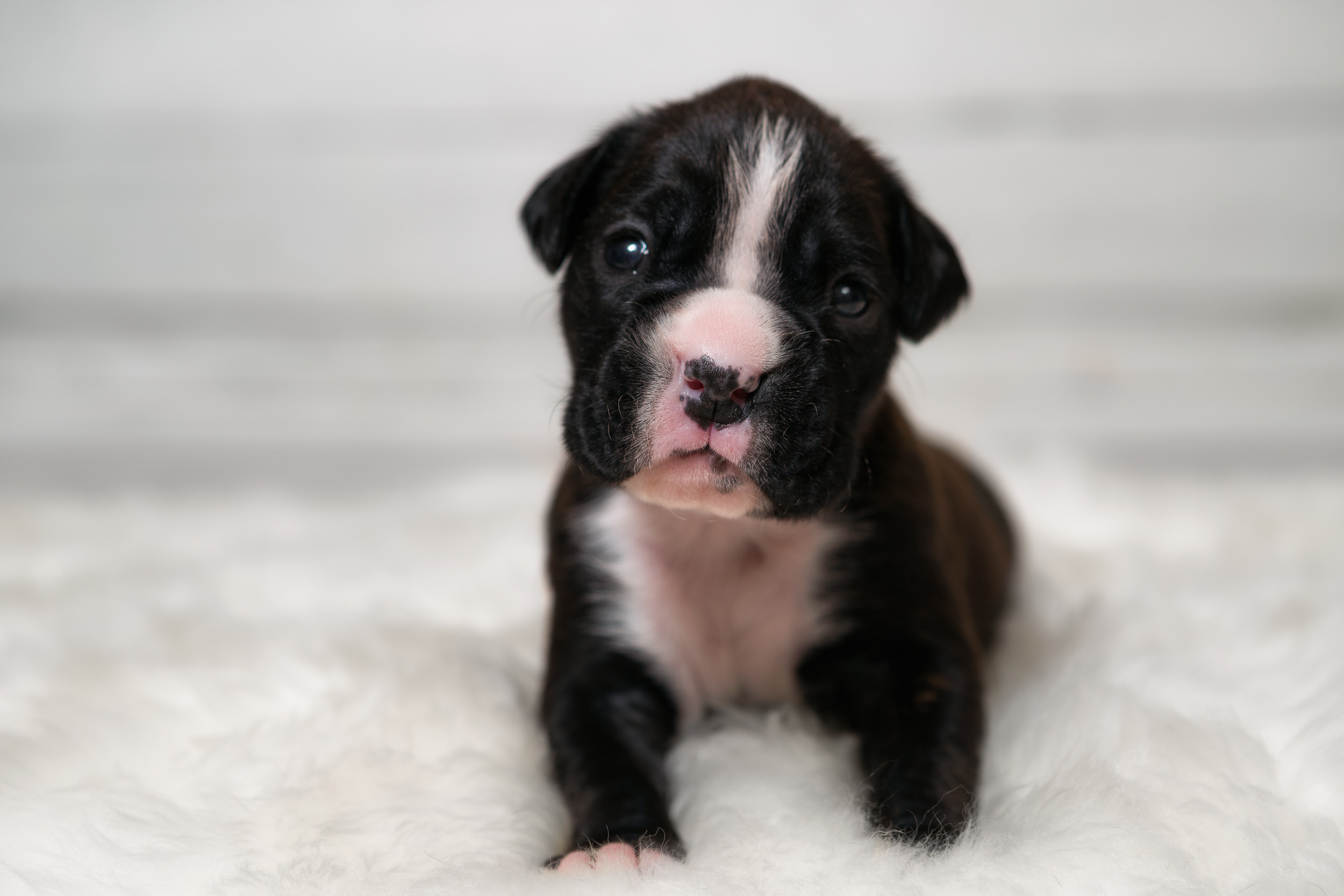 TuRo's Allure Of Fallbrook - 2 Weeks Old Flashy Brindle Boxer Puppy