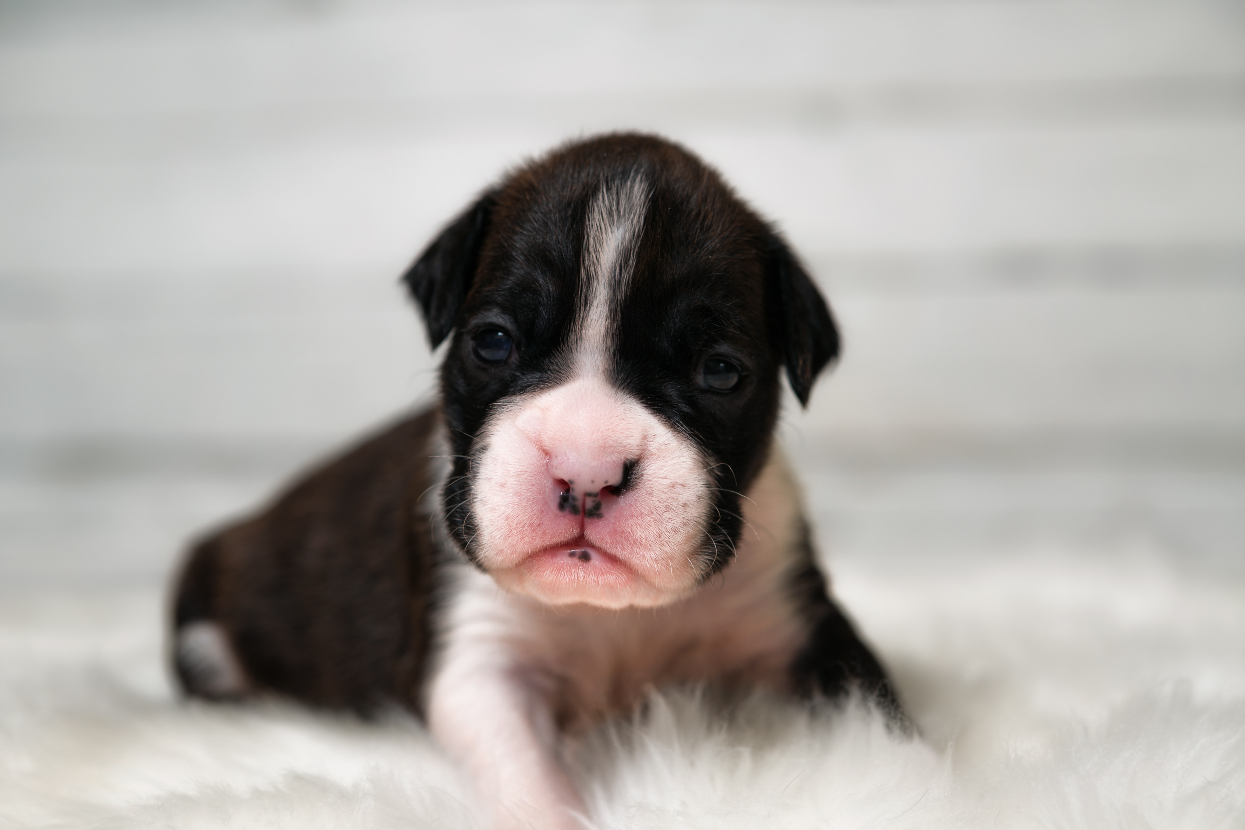 Paris - Fallbrook's Amore Of TuRo 2 Weeks Old - Flashy Brindle Boxer Puppy
