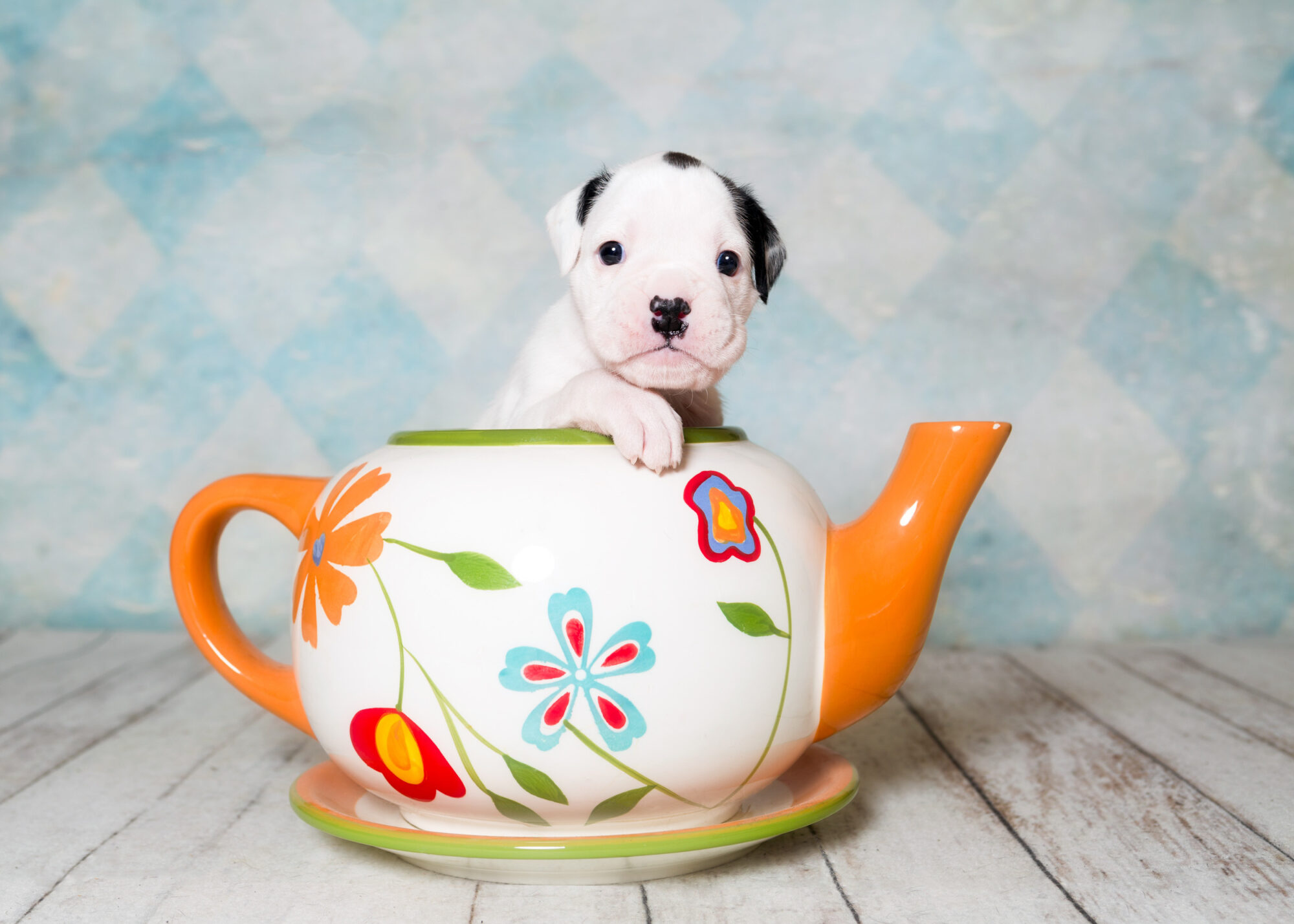 Brodie - Fallbrook's Atlas Of TuRo 3 Weeks Old - White With Brindle Markings Boxer Puppy
