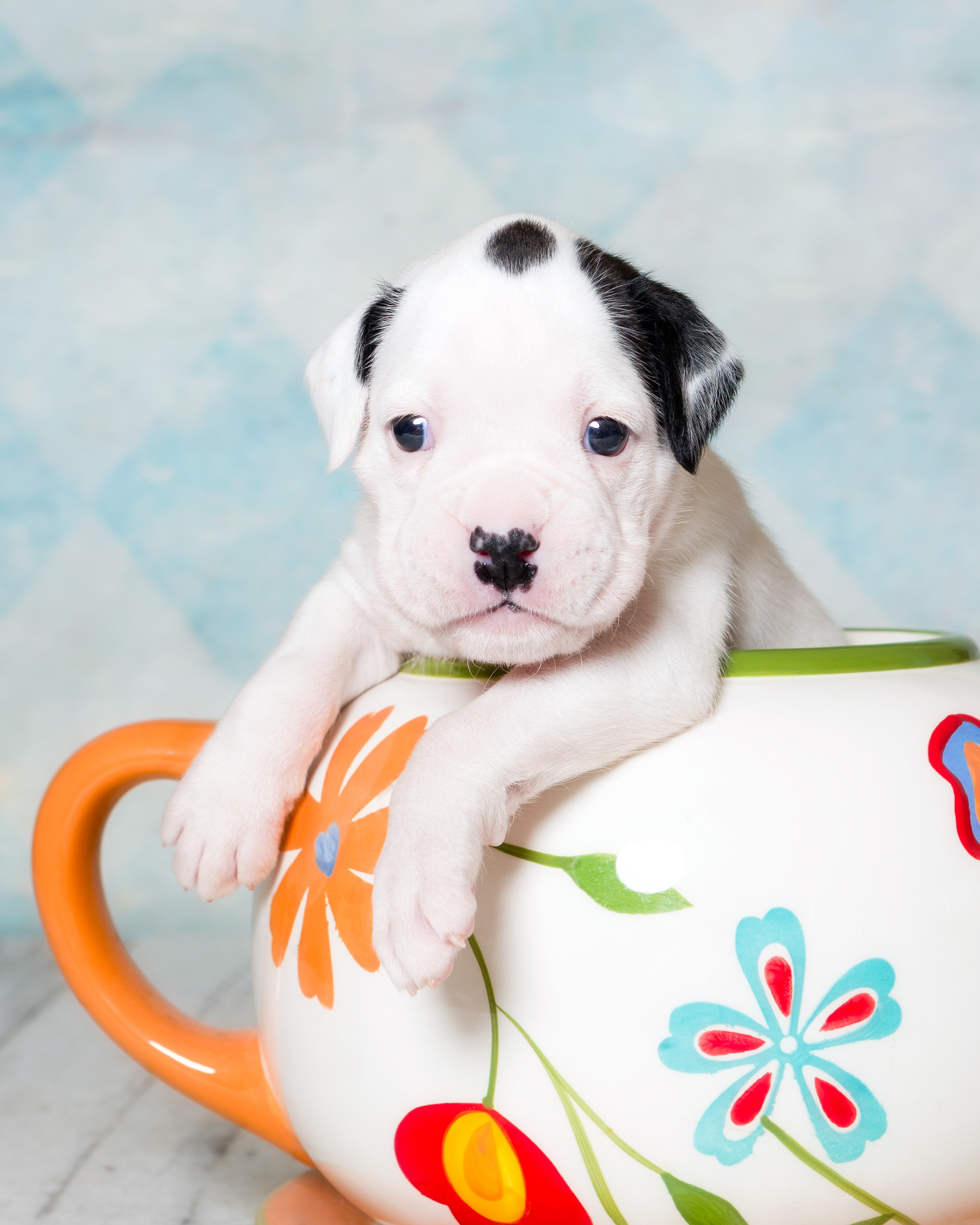 Brodie - Fallbrook's Atlas Of TuRo 3 Weeks Old - White With Brindle Markings Boxer Puppy