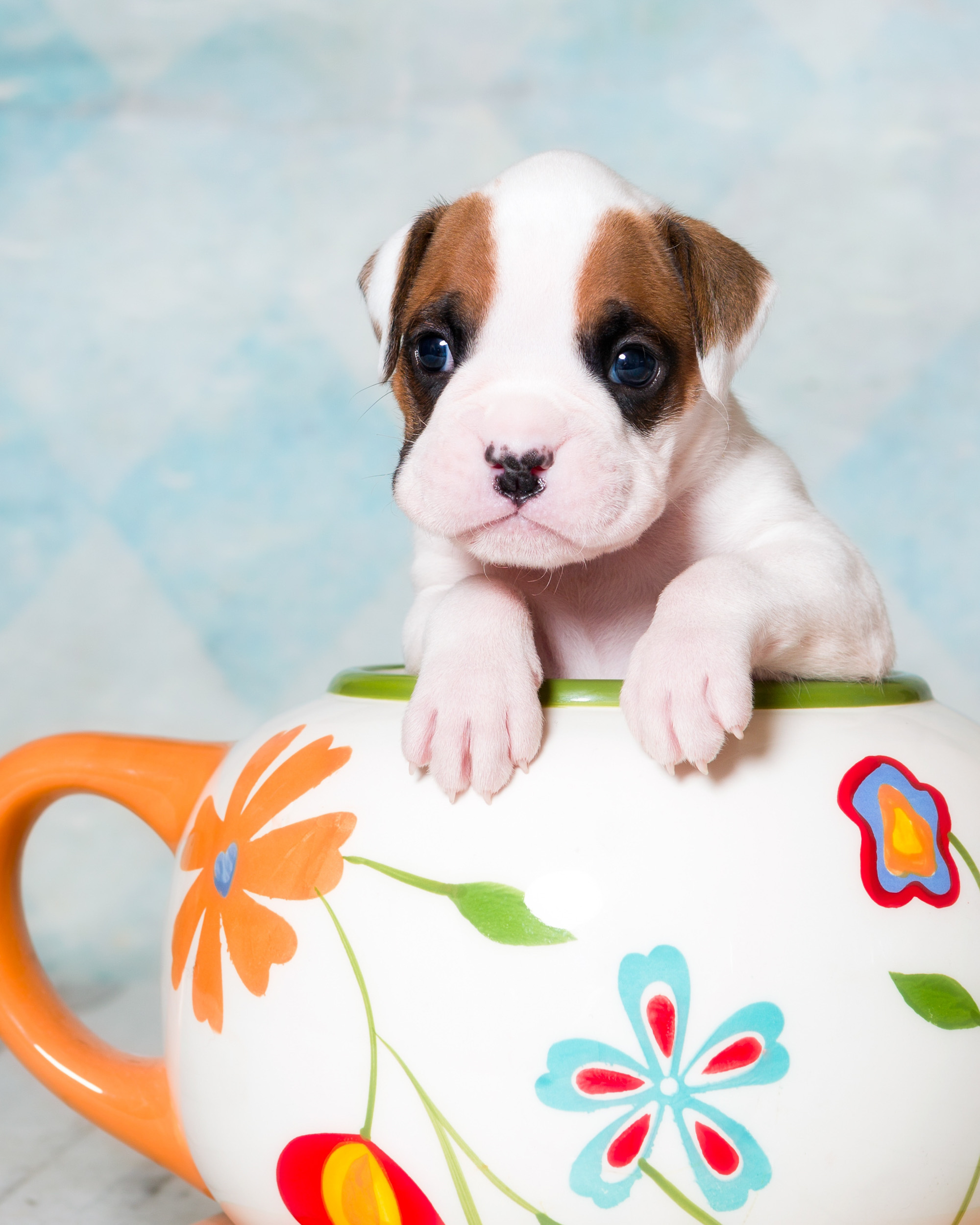 Arturo - Fallbrook's Arbiter Of TuRo 3 Weeks Old - White With Fawn Markings Boxer Puppy