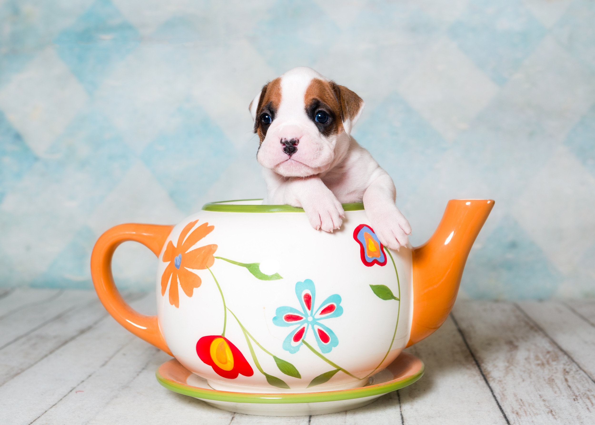 Arturo - Fallbrook's Arbiter Of TuRo 3 Weeks Old - White With Fawn Markings Boxer Puppy