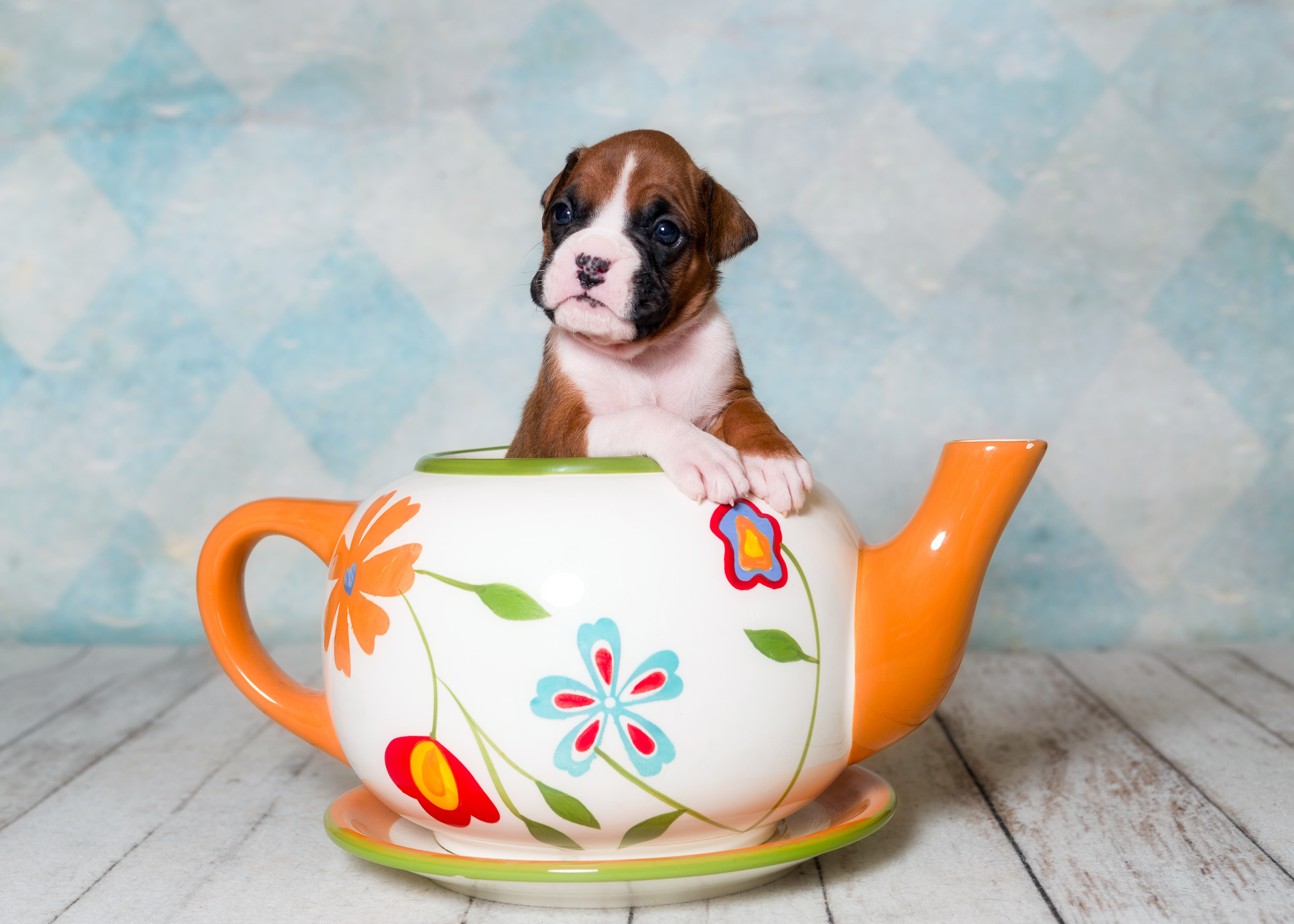 TuRo's Aviator of Fallbrook - 3 Weeks Old Flashy Fawn Boxer Puppy