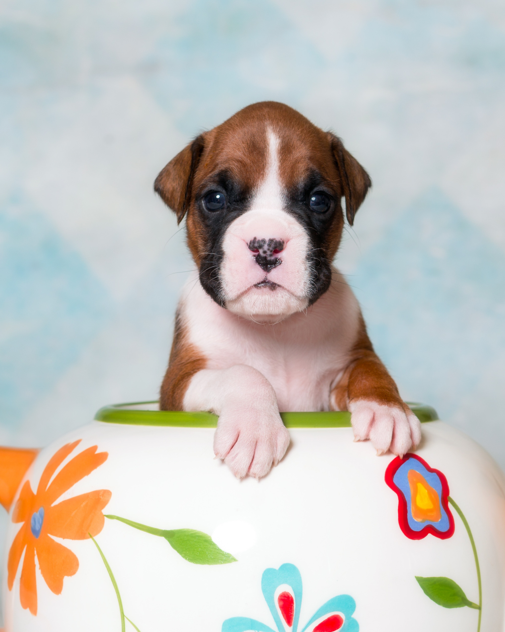 TuRo's Aviator of Fallbrook - 3 Weeks Old Flashy Fawn Boxer Puppy