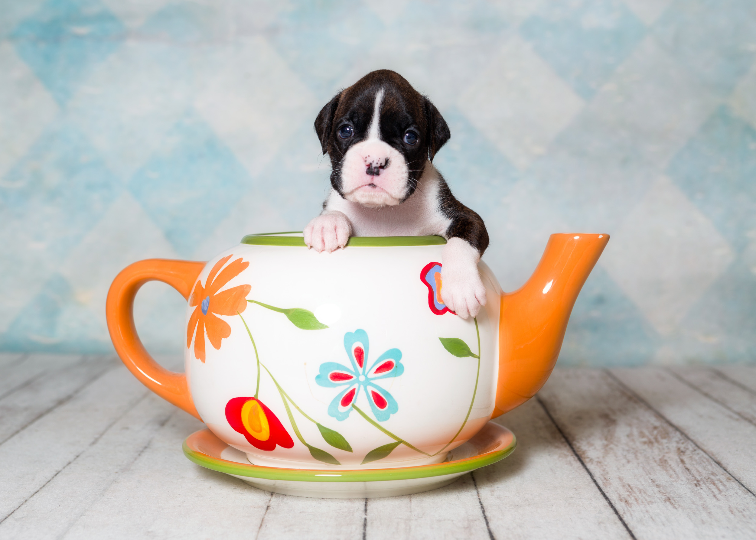 Paris - Fallbrook's Amore Of TuRo 3 Weeks Old - Flashy Brindle Boxer Puppy